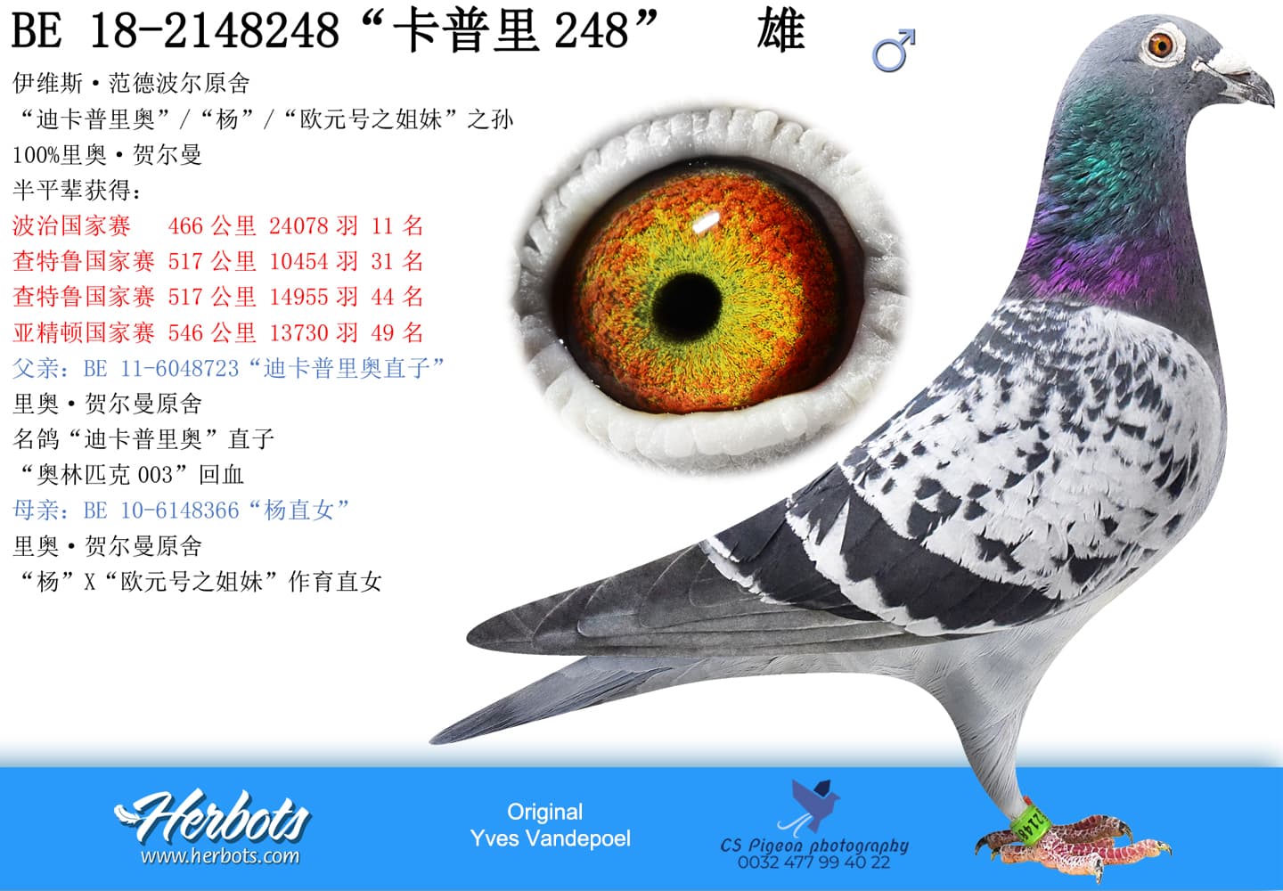pigeon: “卡普里248”