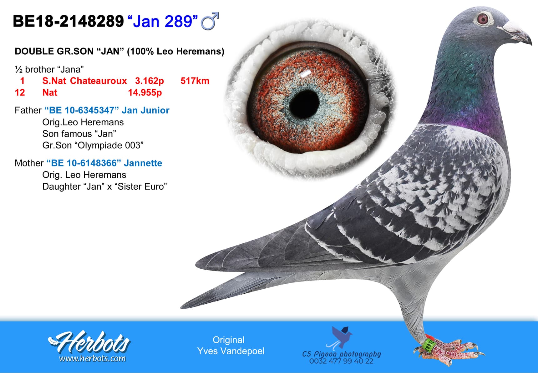 pigeon: undefined
