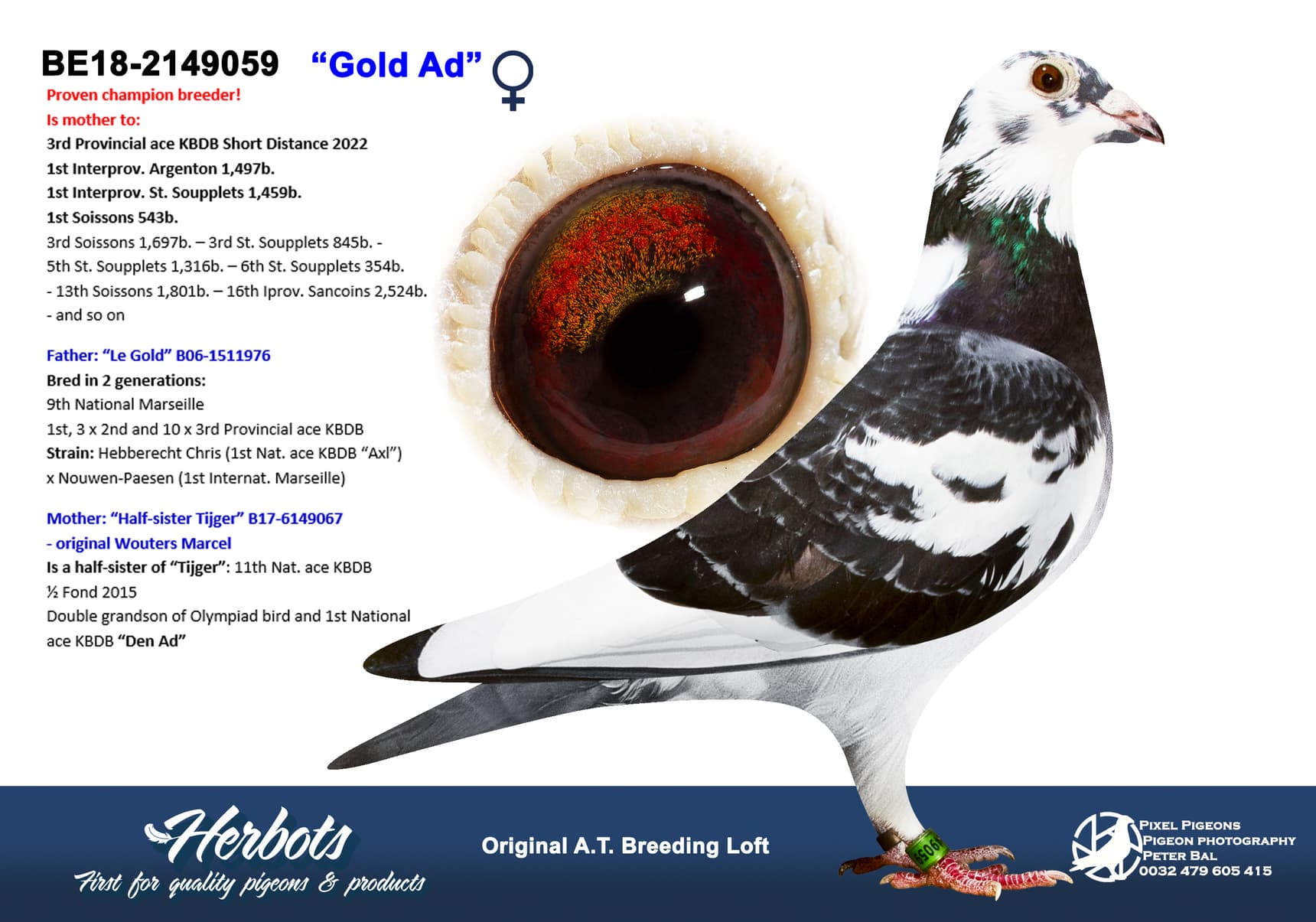 pigeon: undefined