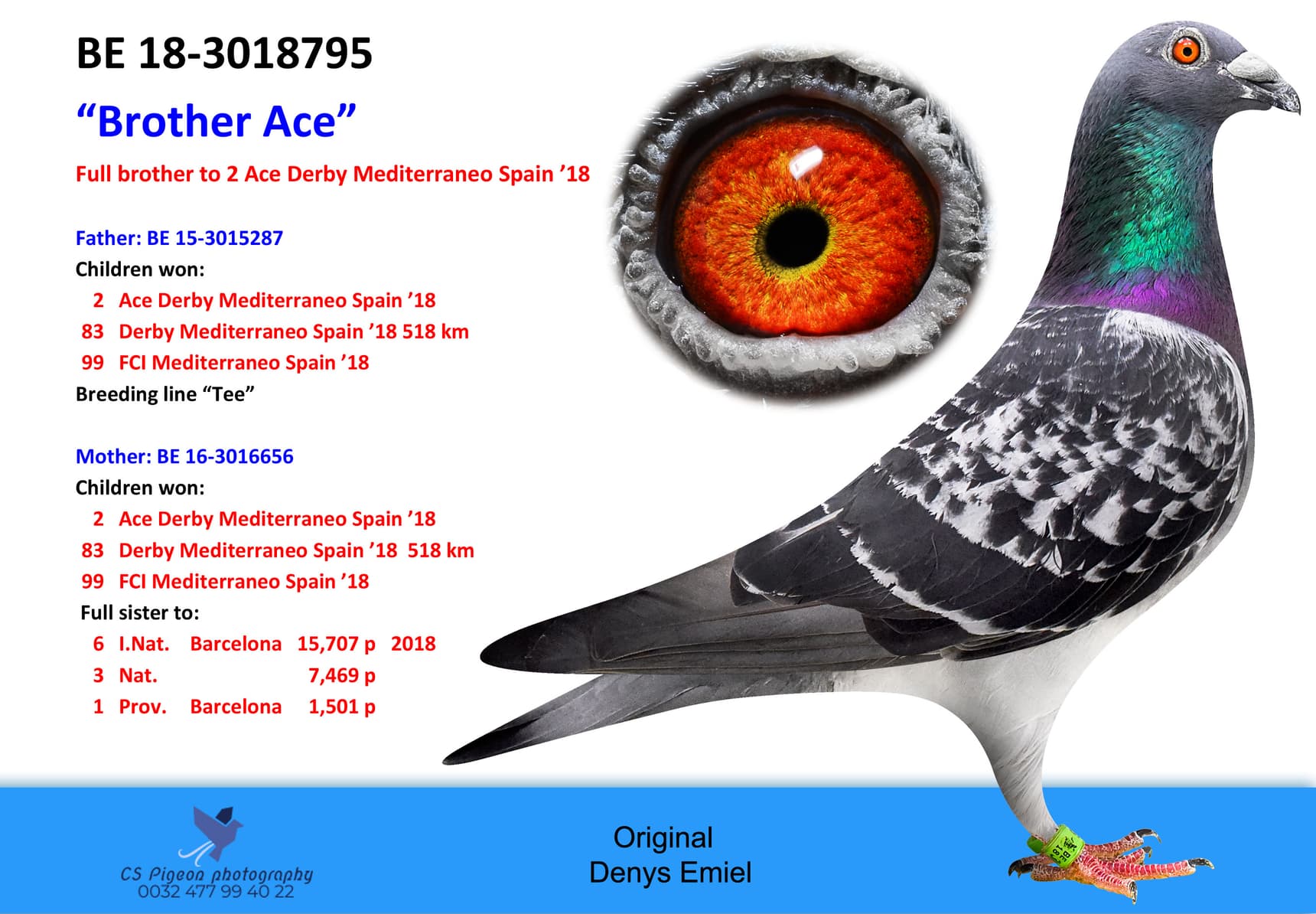 pigeon: undefined