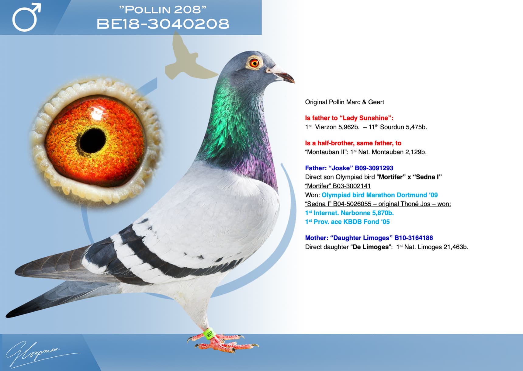 pigeon: undefined