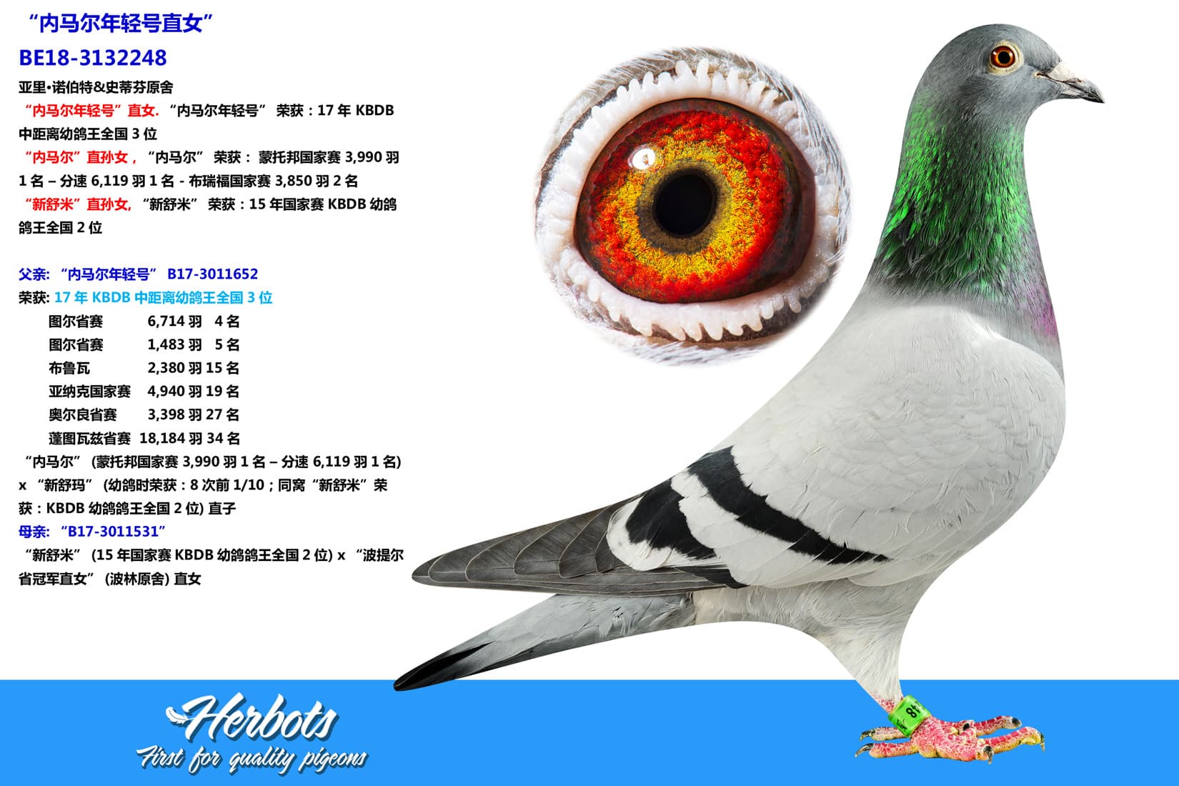 pigeon: undefined