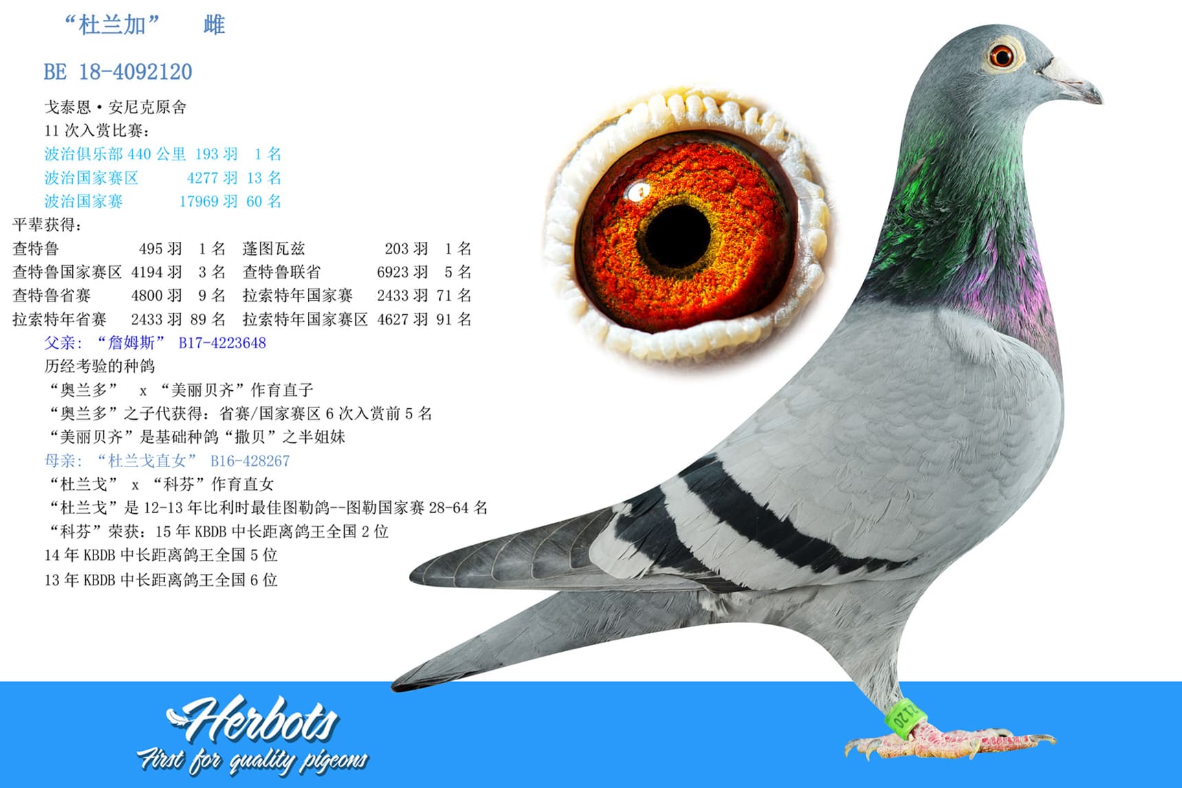 pigeon: “杜兰加”		雌
