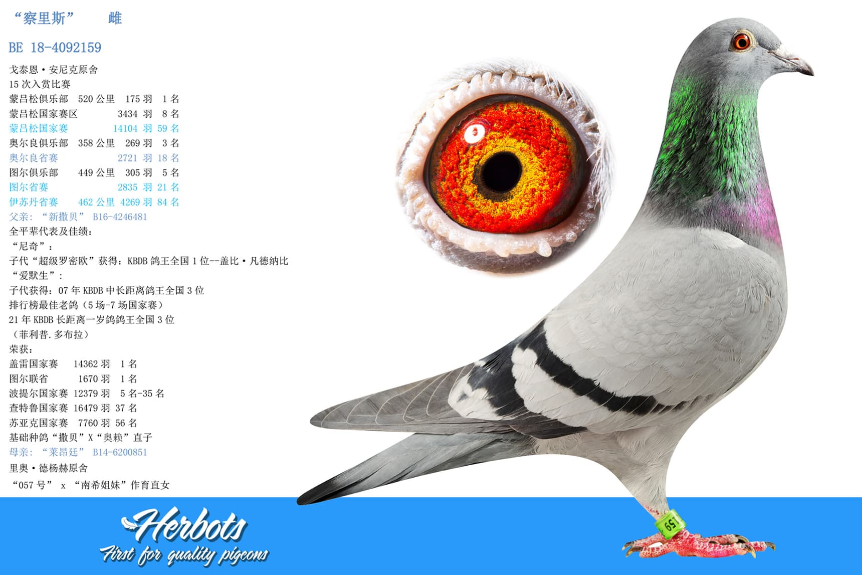 pigeon: “察里斯”		雌