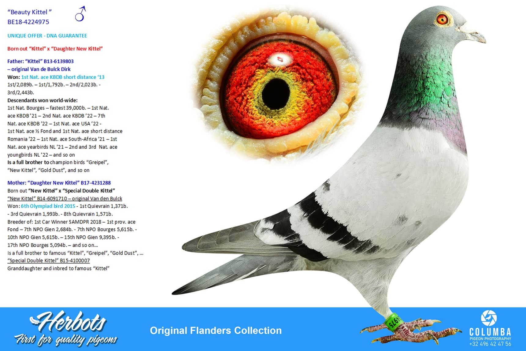 pigeon: undefined
