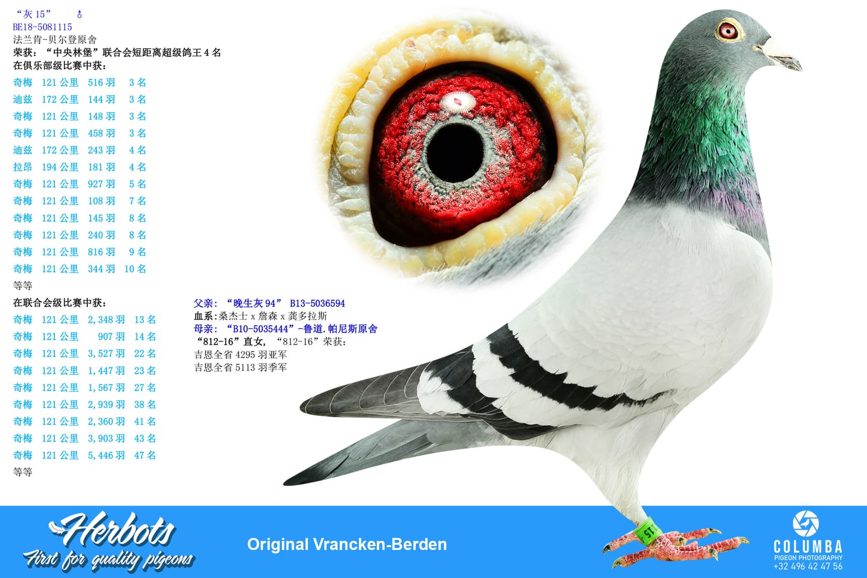 pigeon: undefined