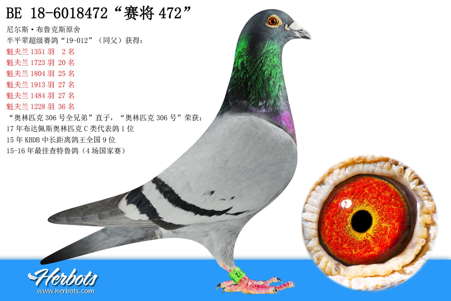 pigeon: “赛将472”
