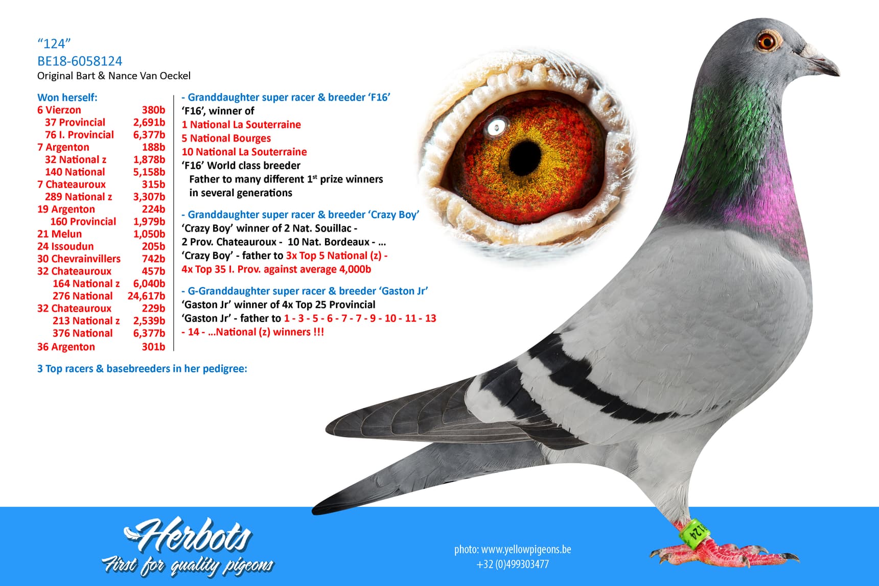 pigeon: undefined