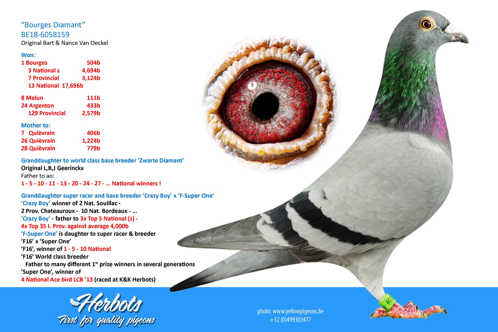 pigeon: undefined