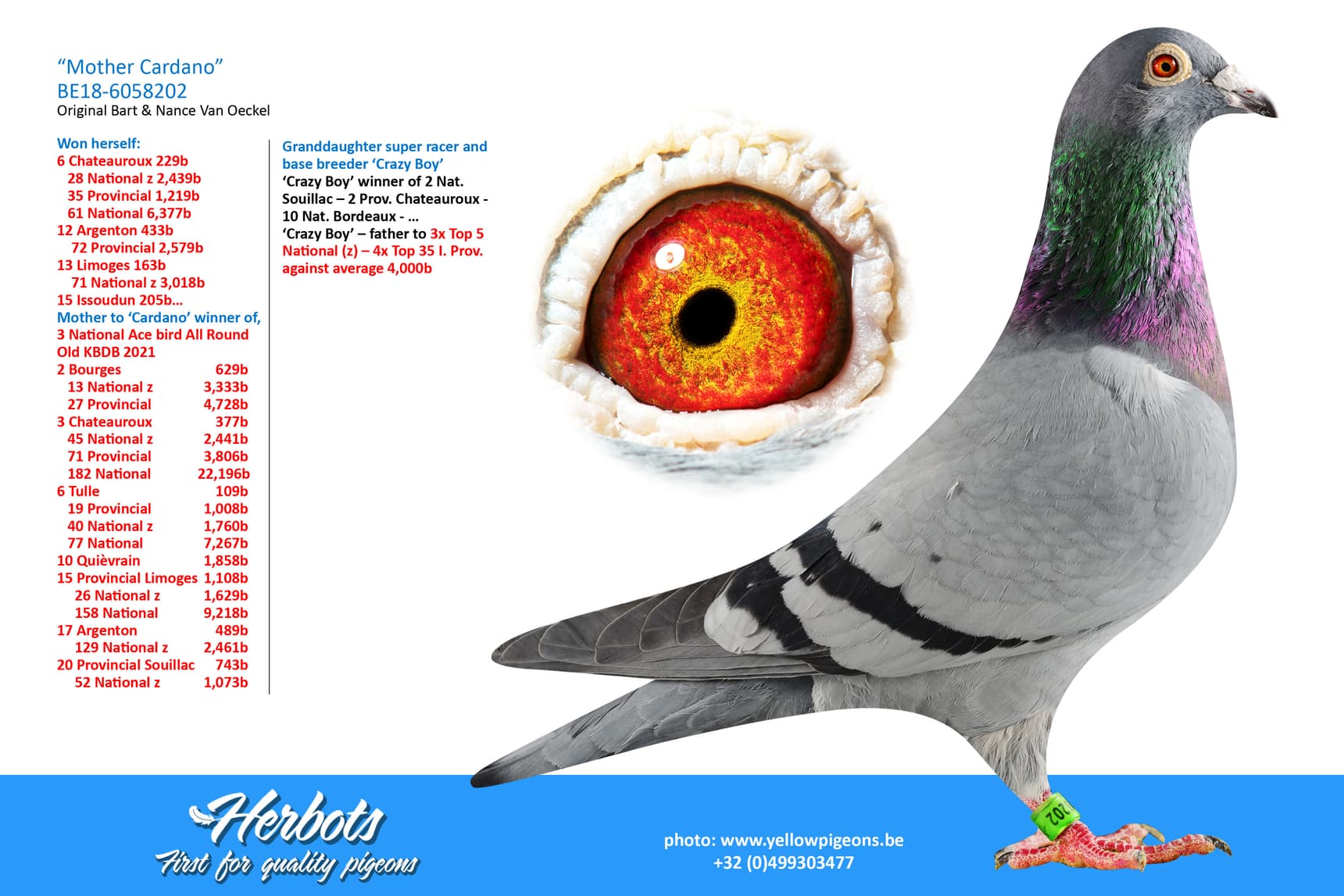 pigeon: undefined
