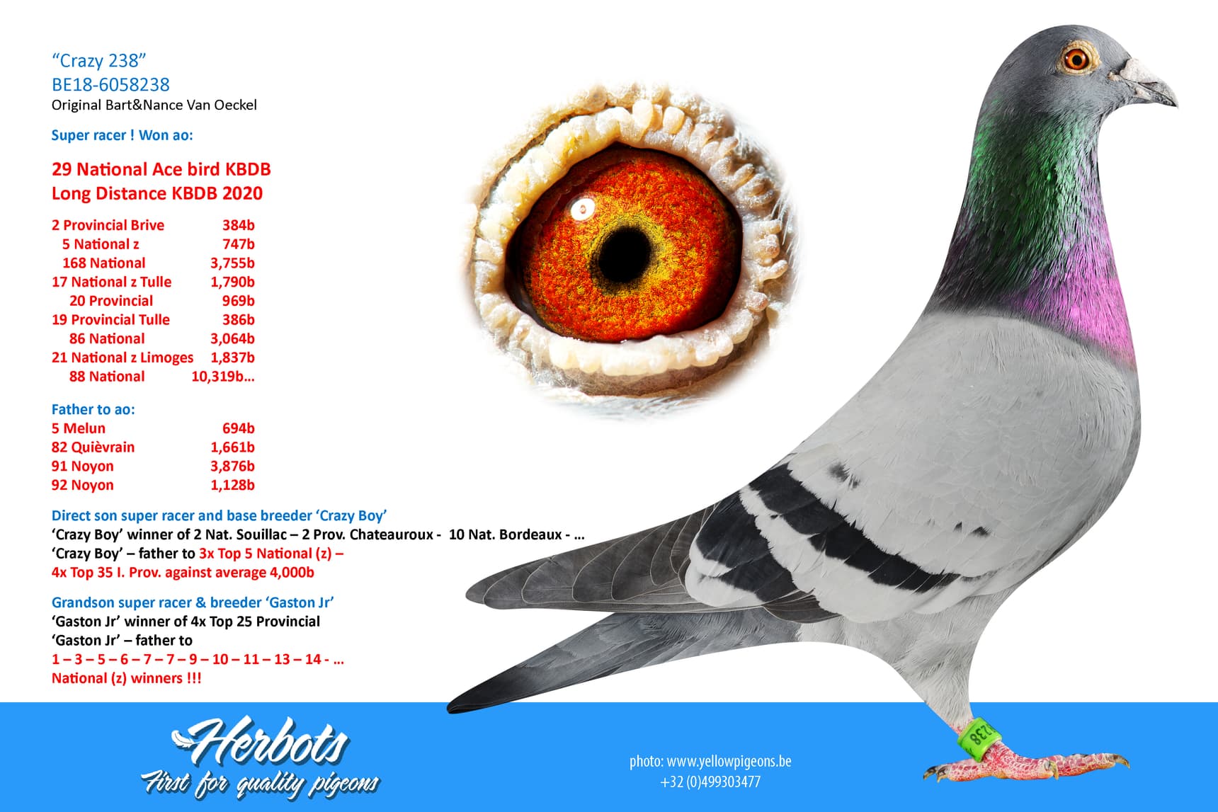 pigeon: undefined