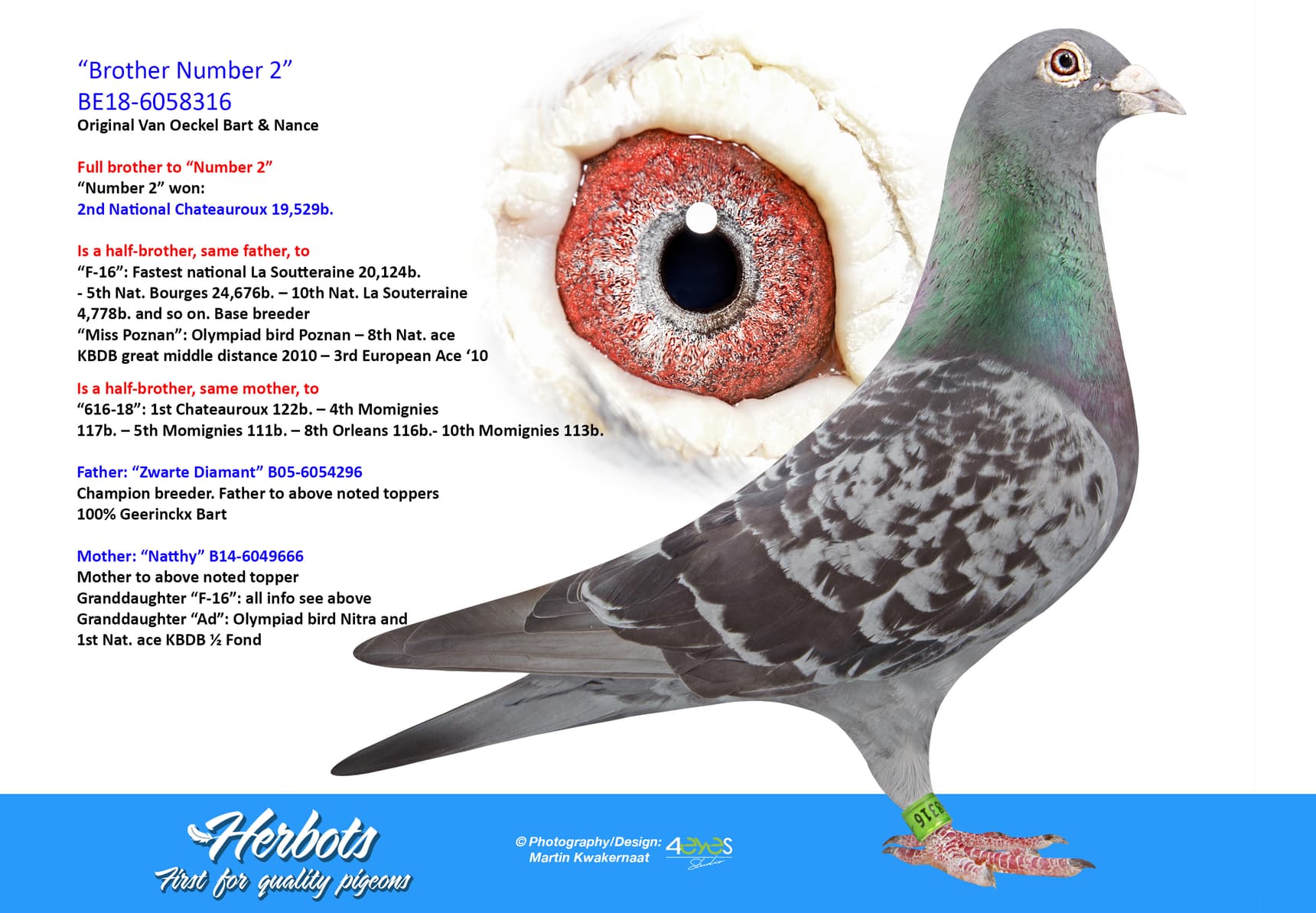 pigeon: undefined