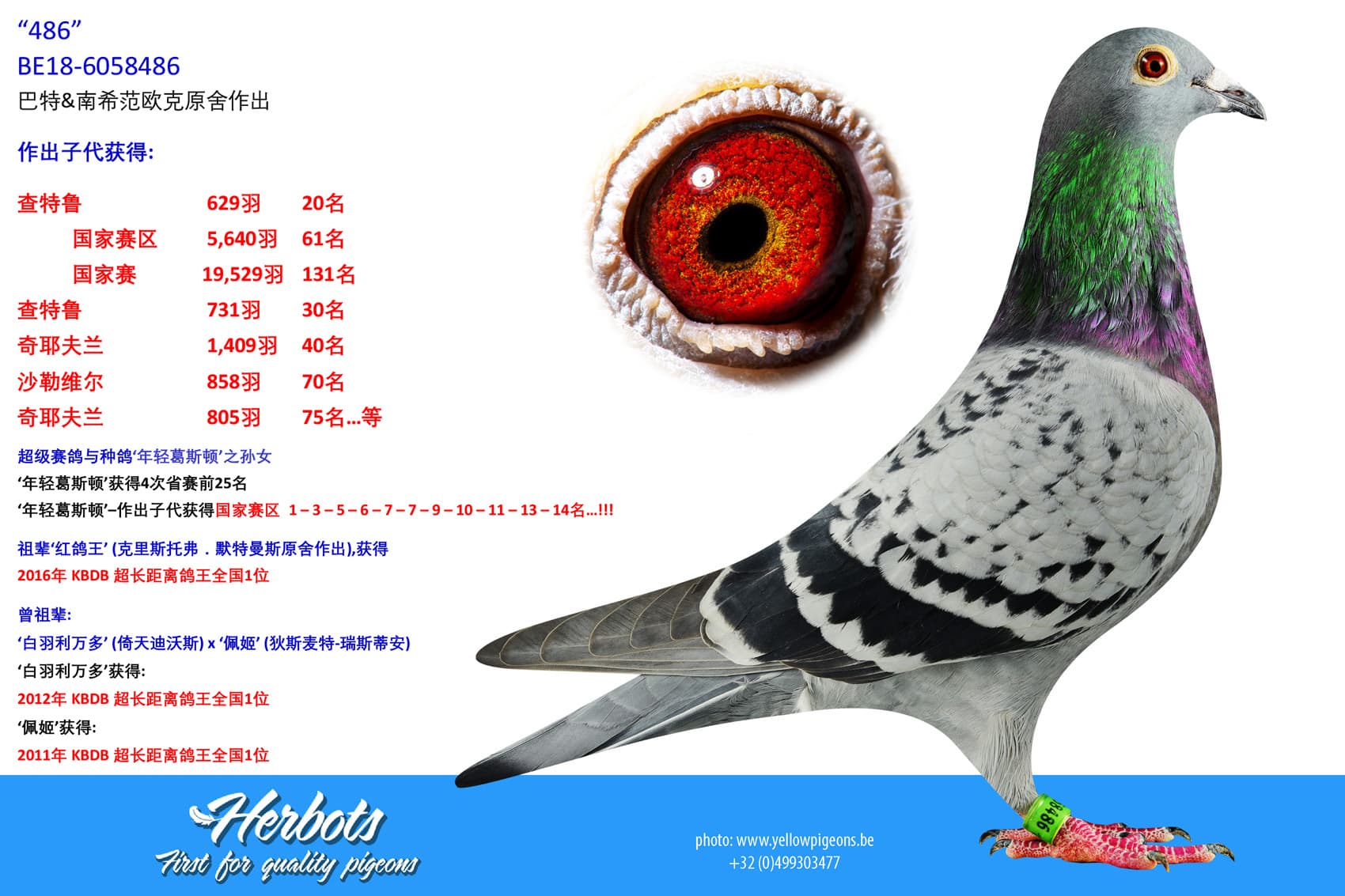 pigeon: undefined