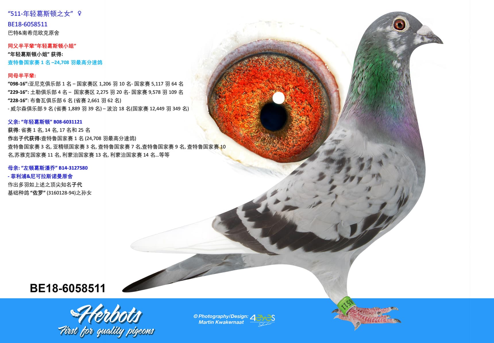 pigeon: undefined