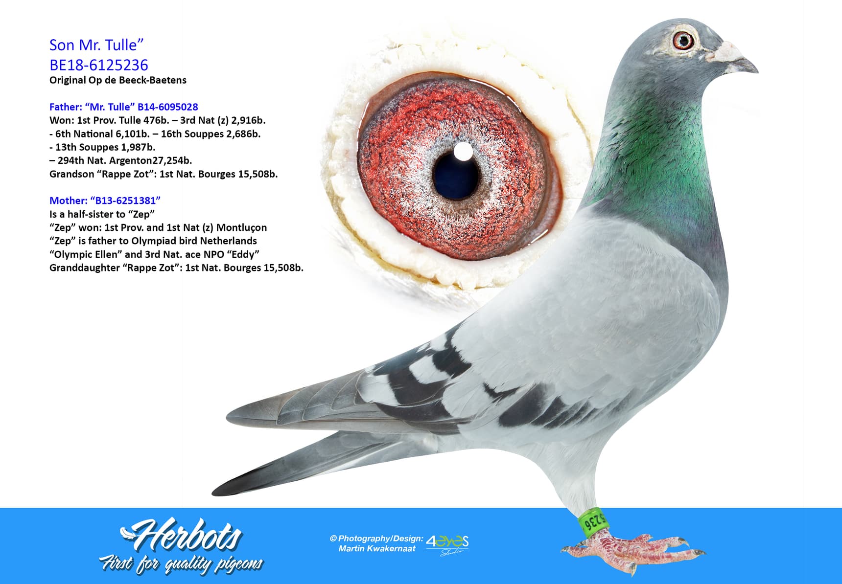 pigeon: undefined