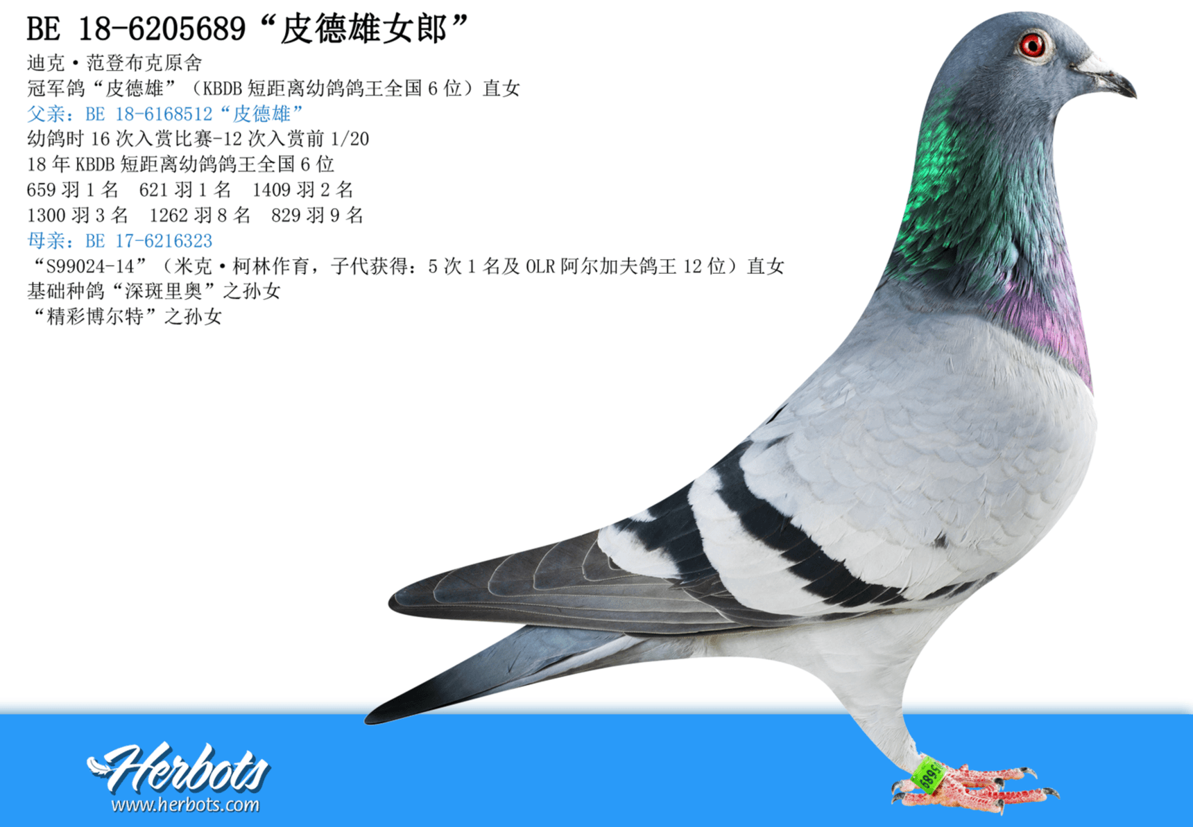 pigeon: undefined
