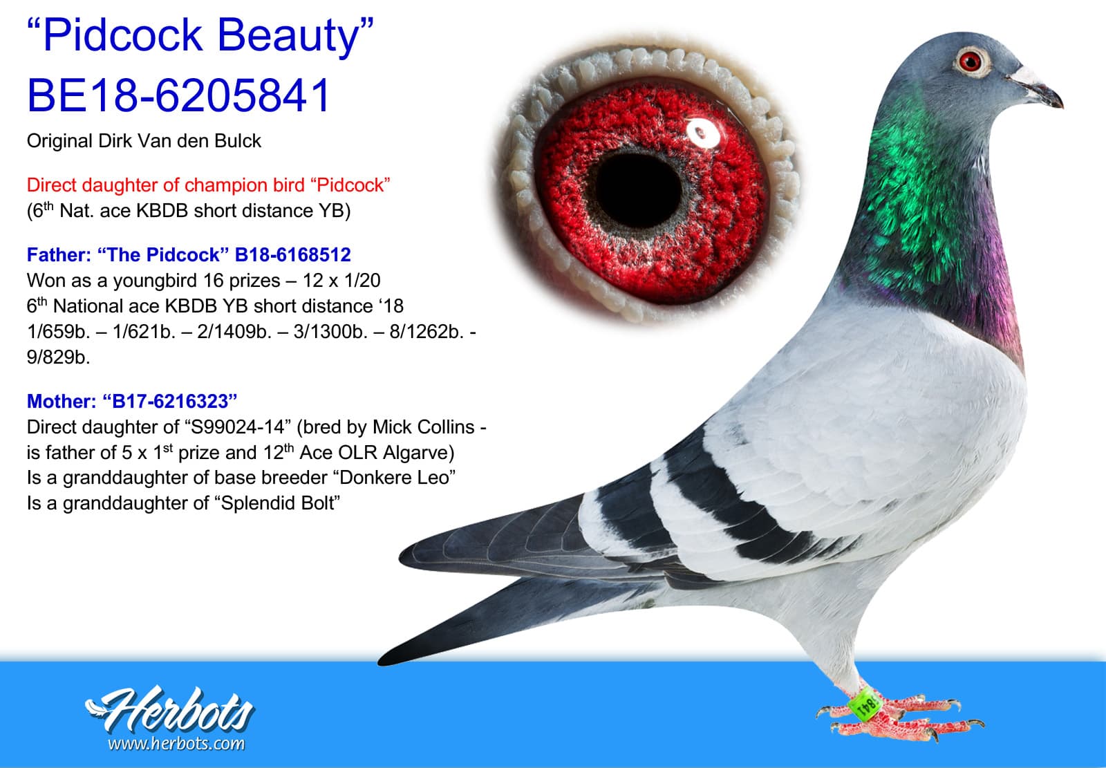 pigeon: undefined