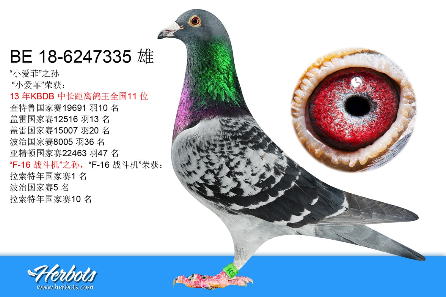 pigeon: “小爱菲”之孙