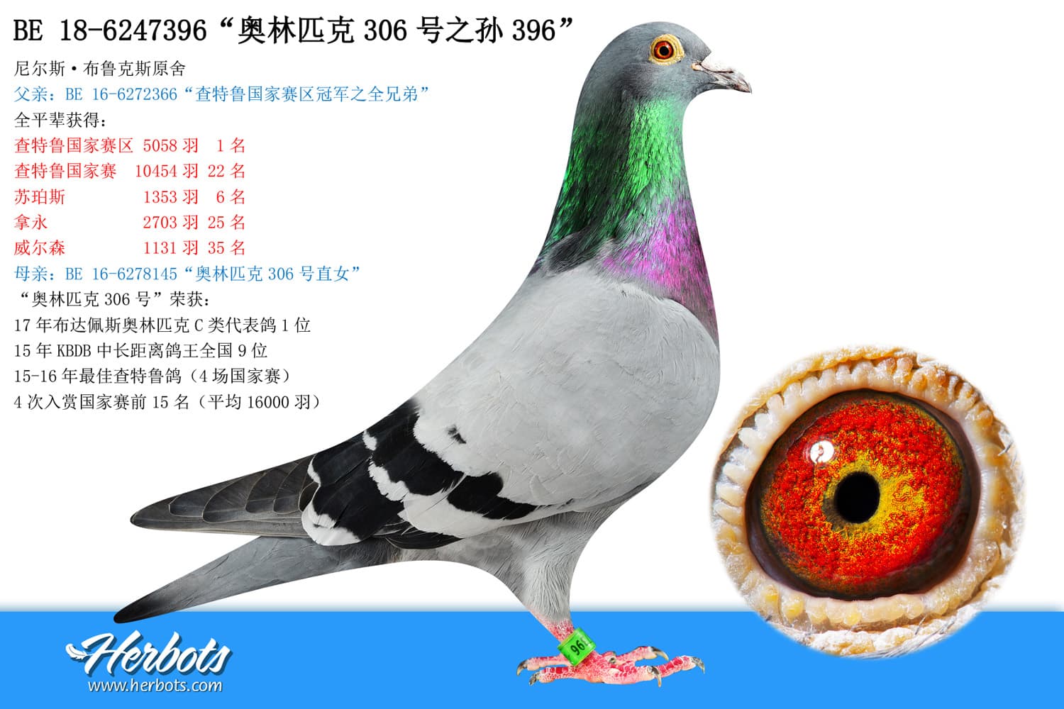 pigeon: “奥林匹克306号之孙396”