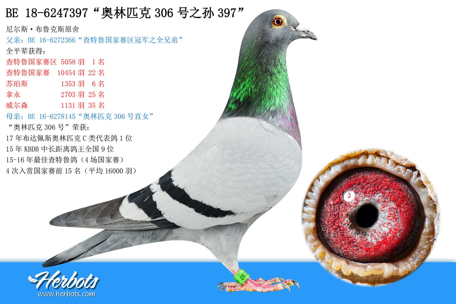 pigeon: “奥林匹克306号之孙397”