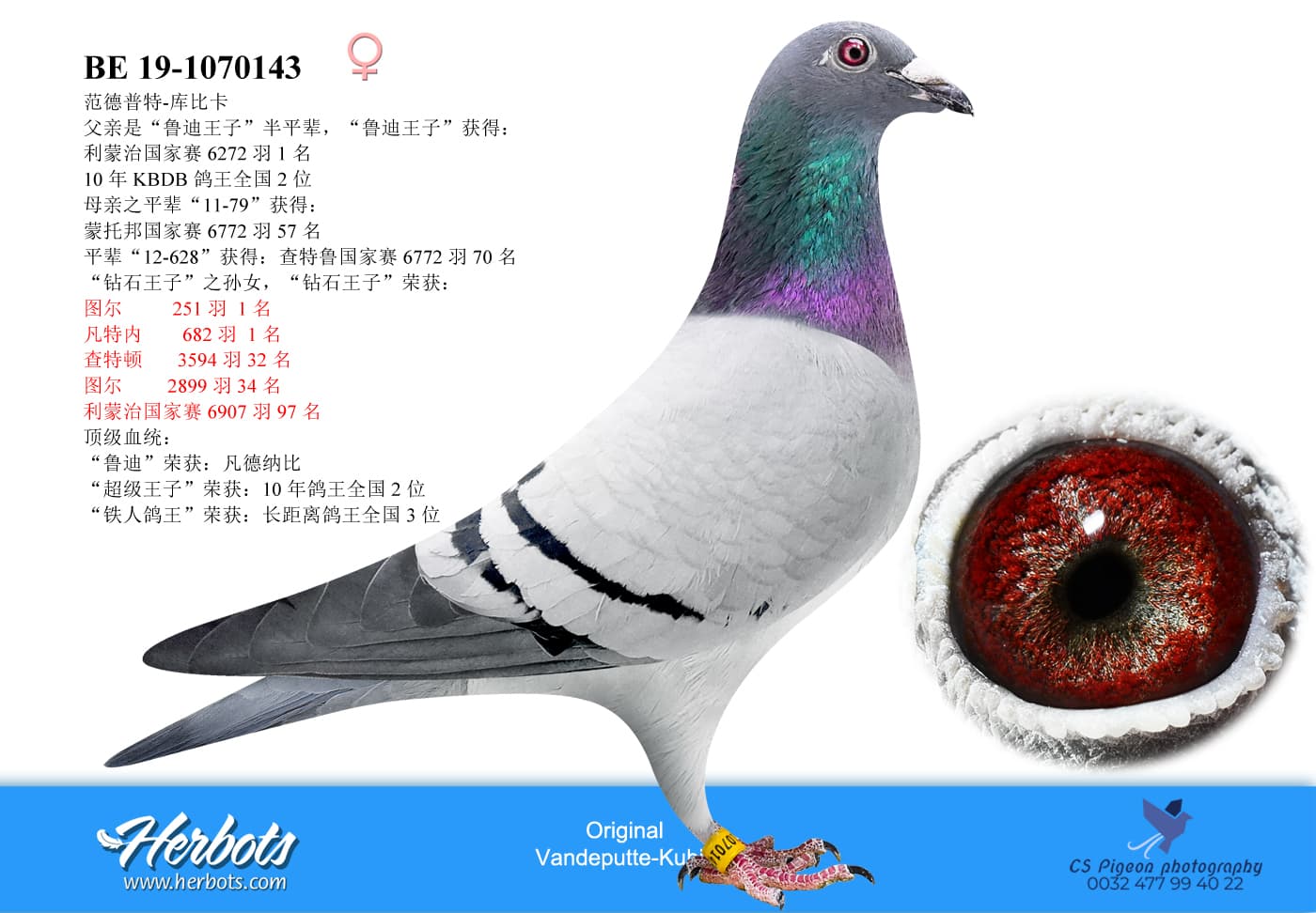 pigeon: undefined