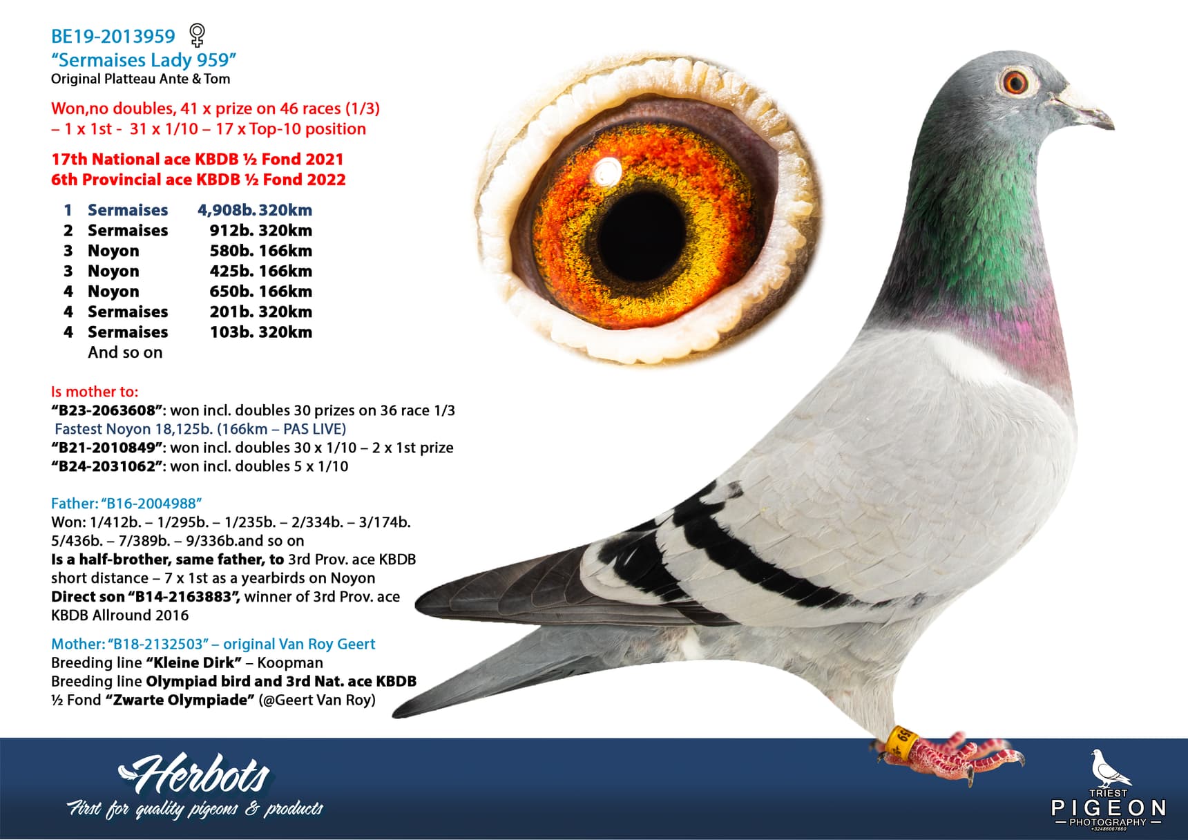 pigeon: undefined