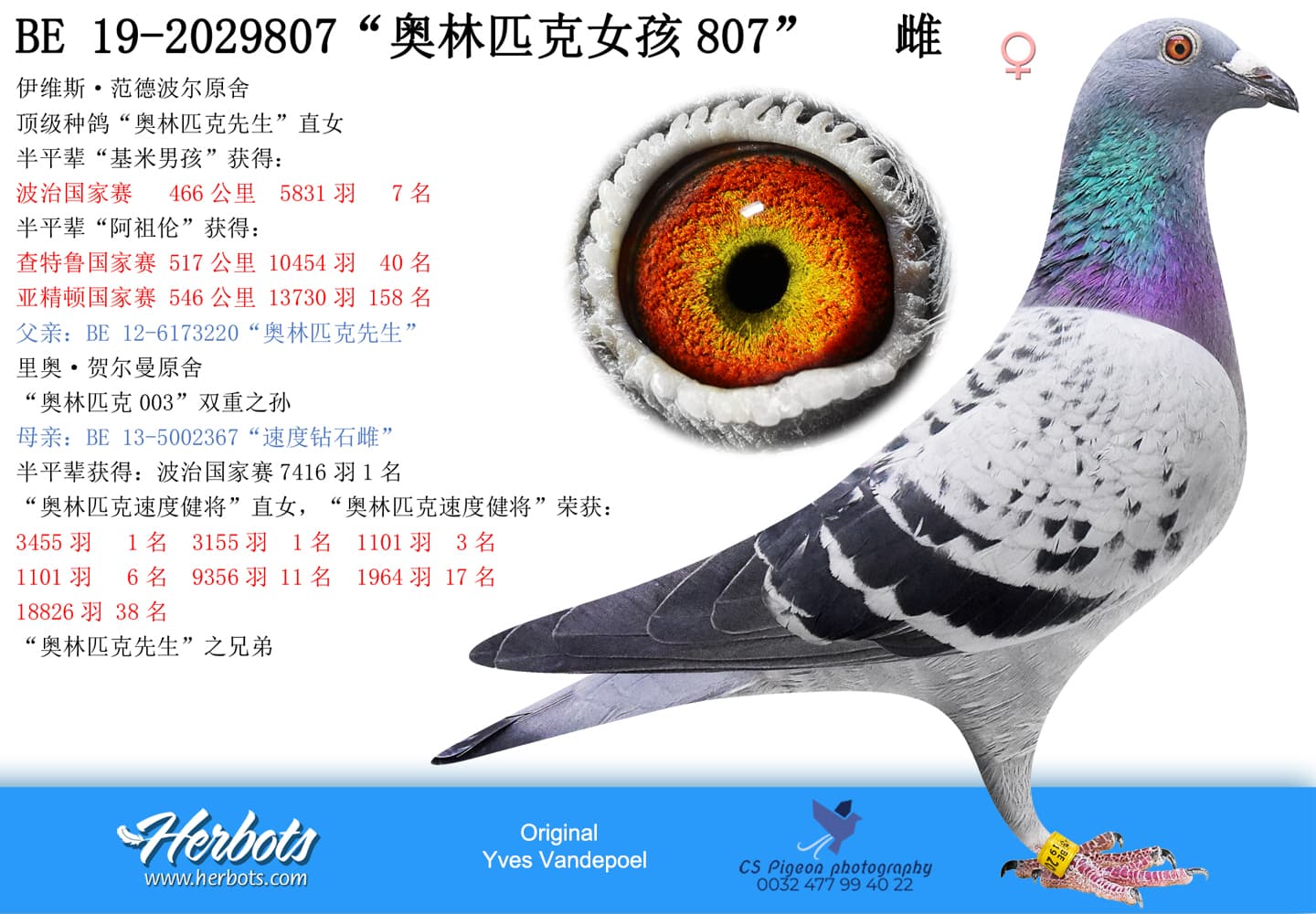 pigeon: “奥林匹克女孩807”