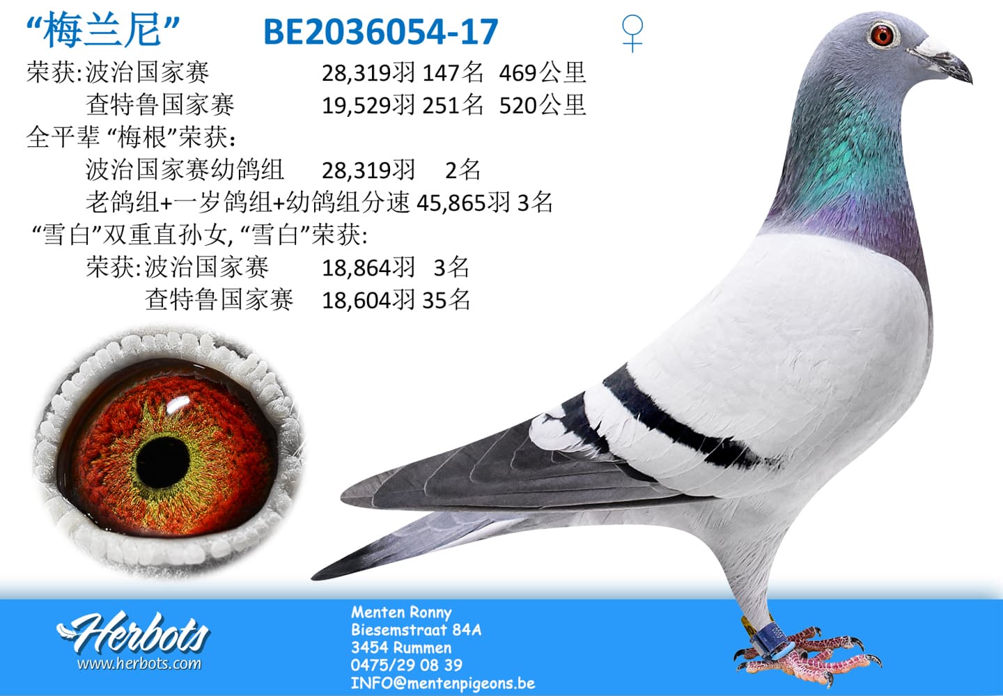 pigeon: undefined