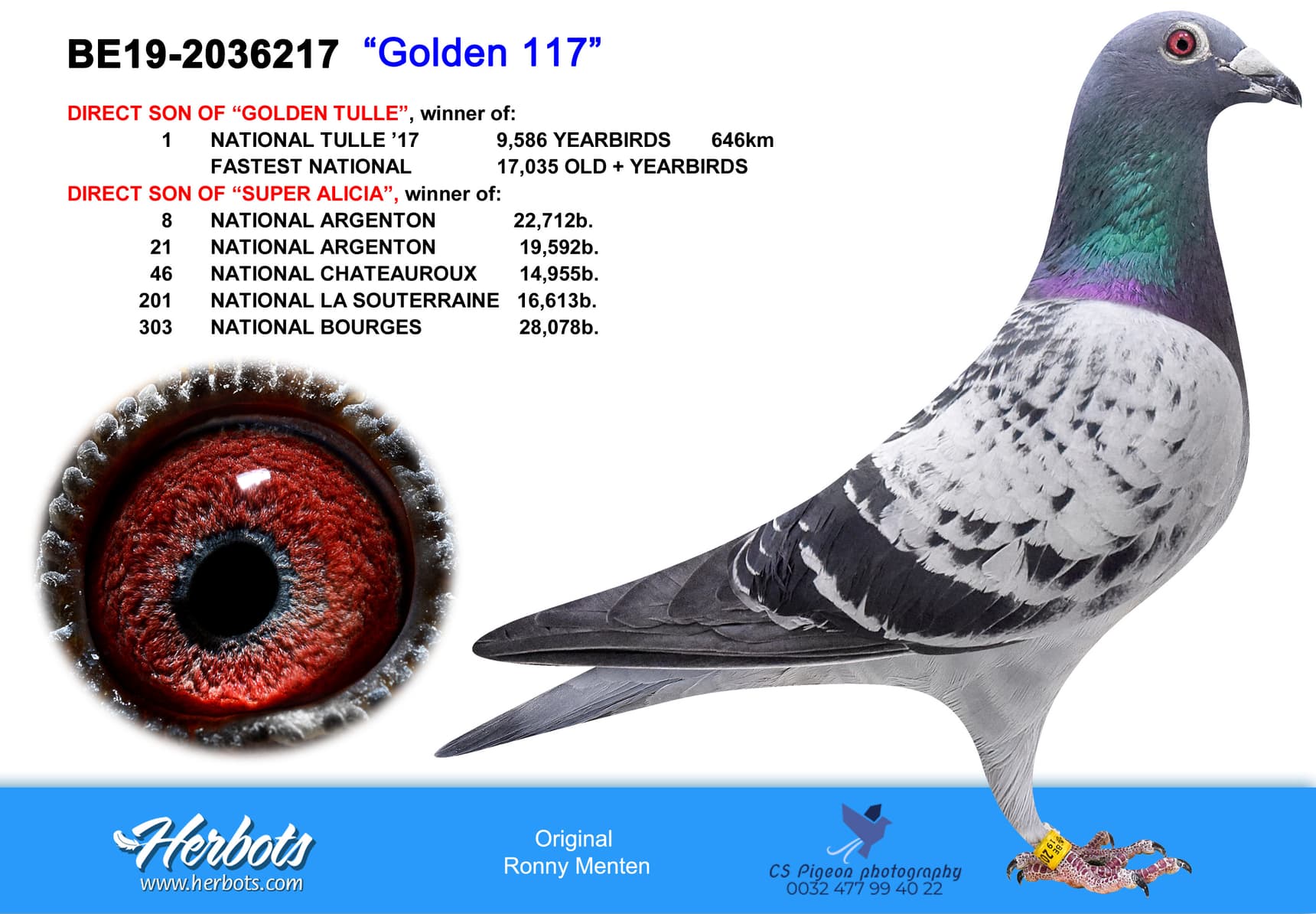pigeon: undefined
