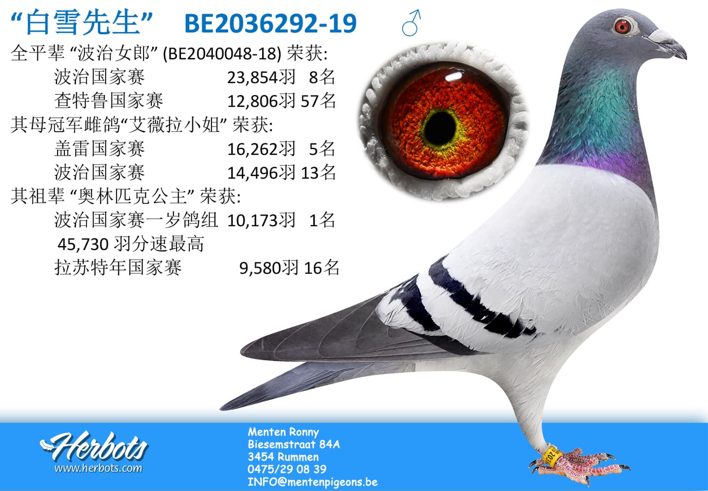 pigeon: undefined