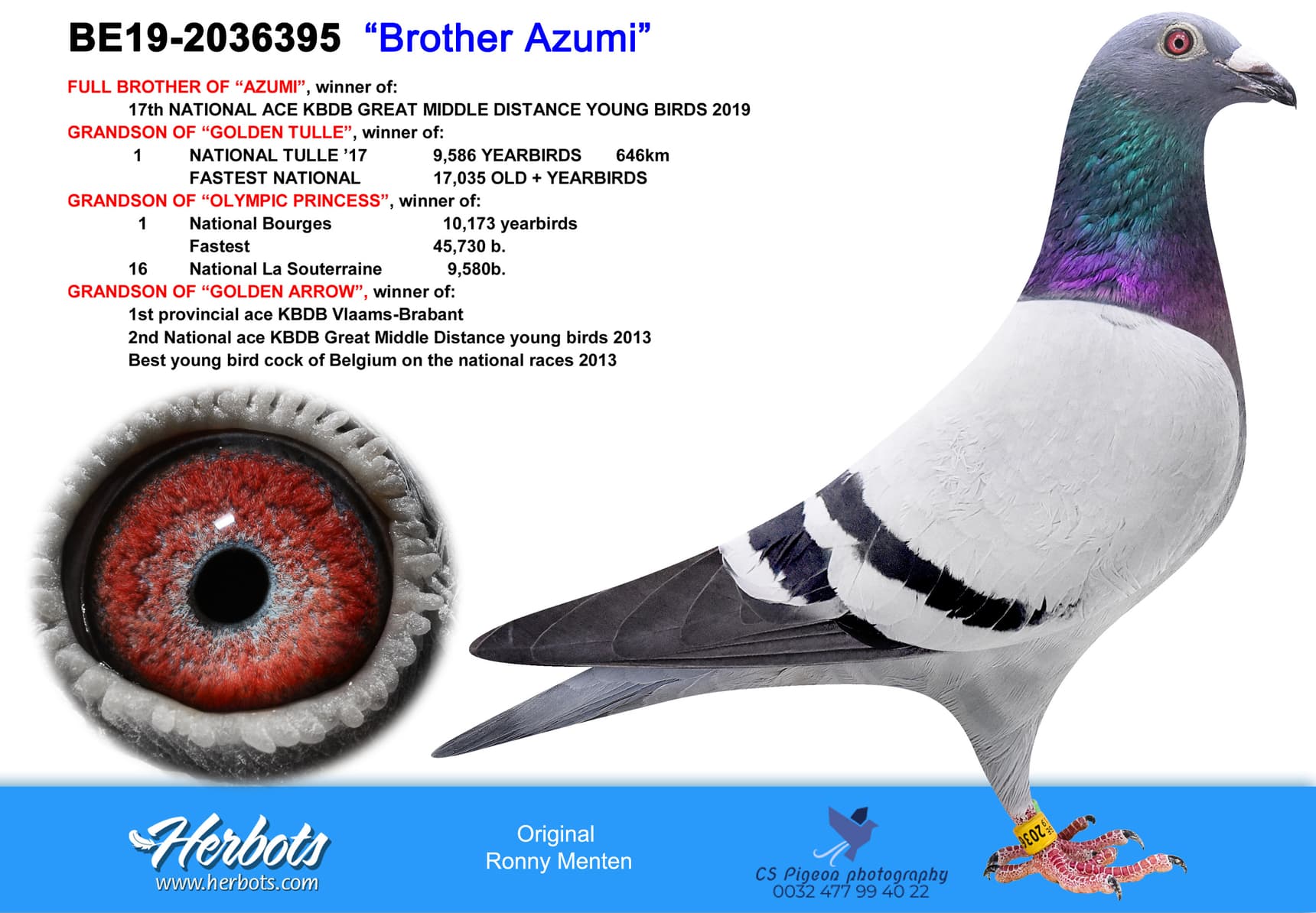 pigeon: undefined