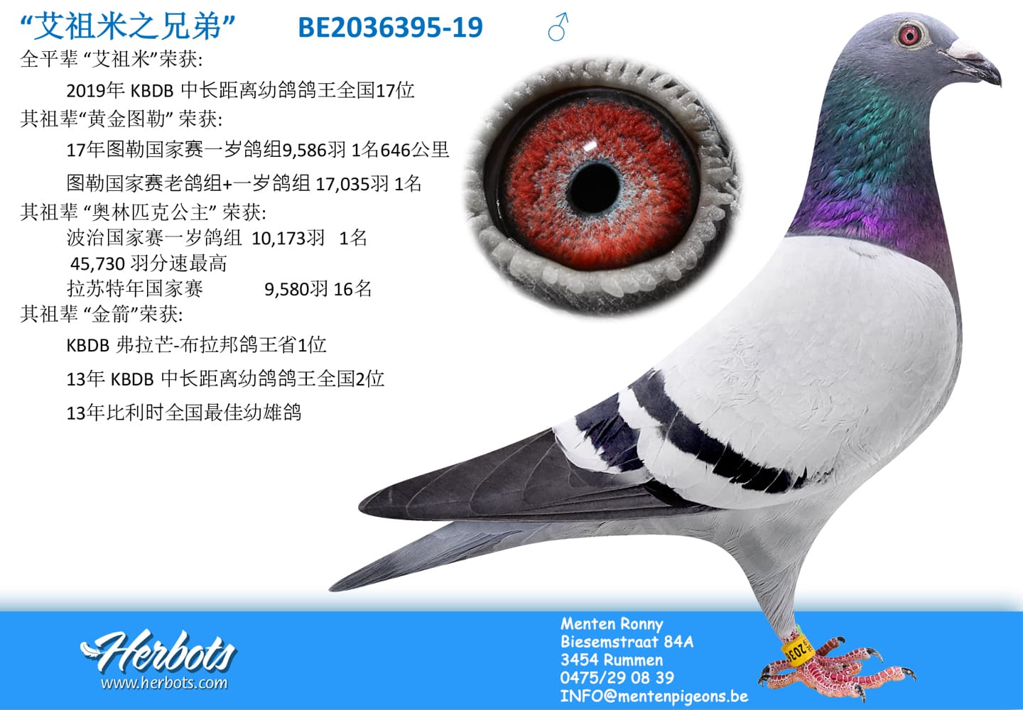 pigeon: undefined