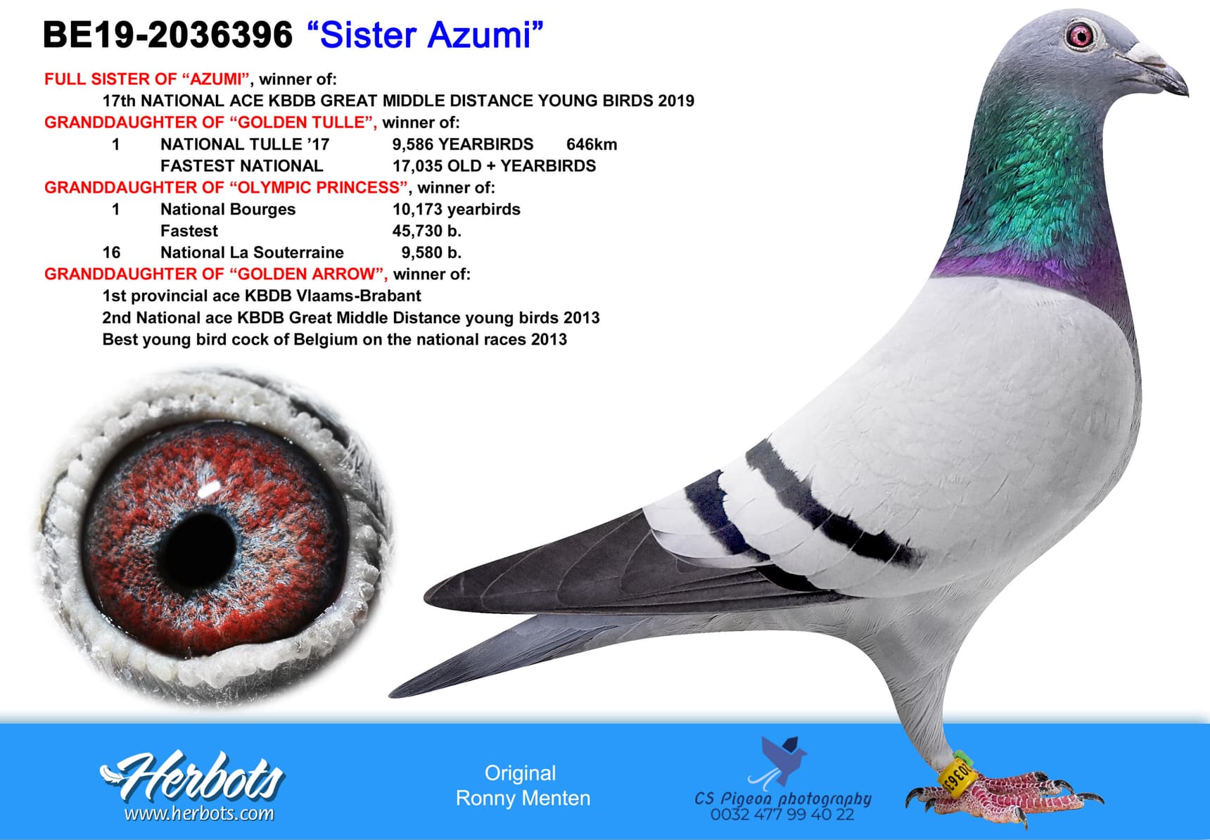 pigeon: undefined