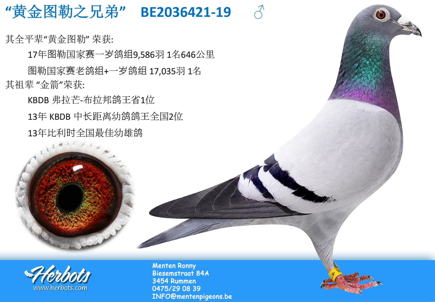 pigeon: undefined
