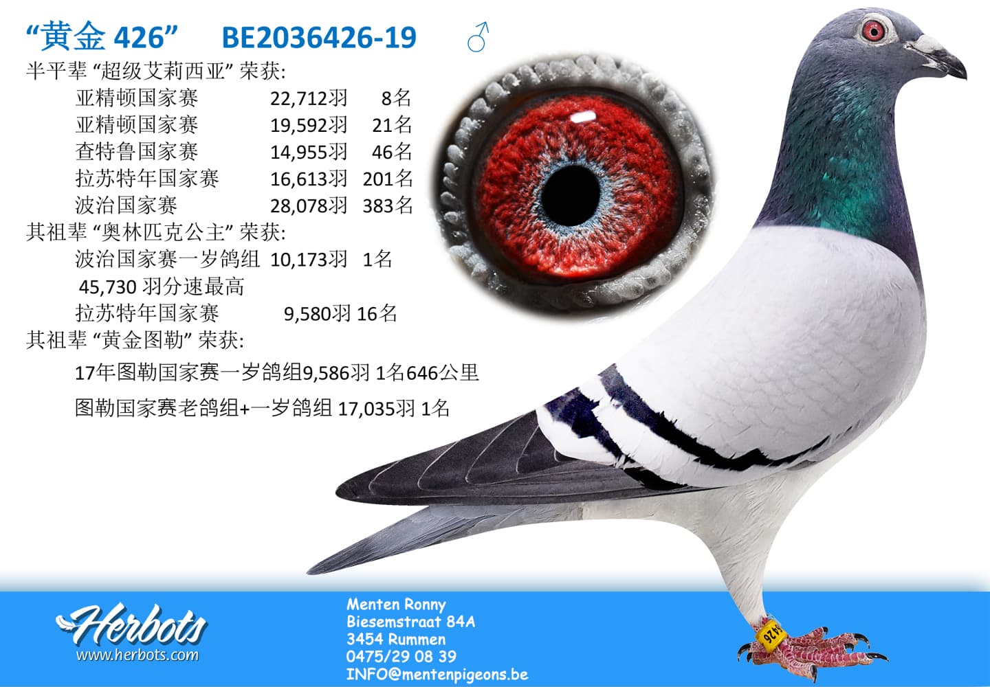 pigeon: undefined