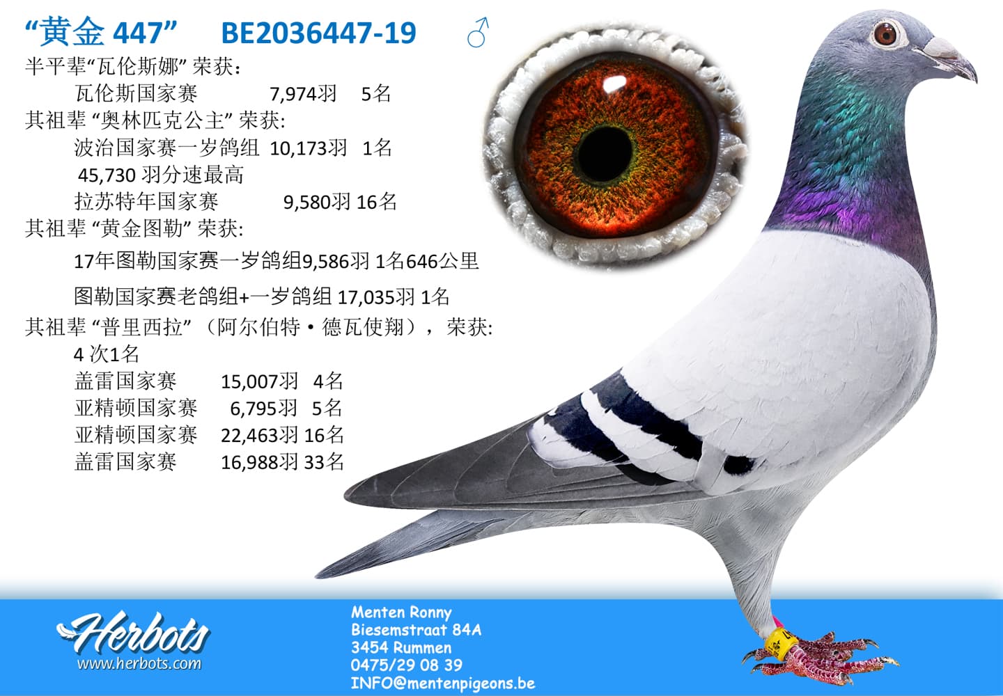 pigeon: undefined