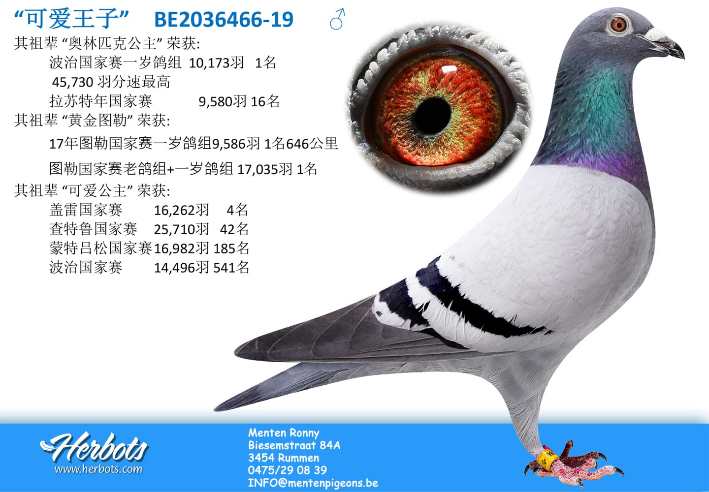 pigeon: undefined