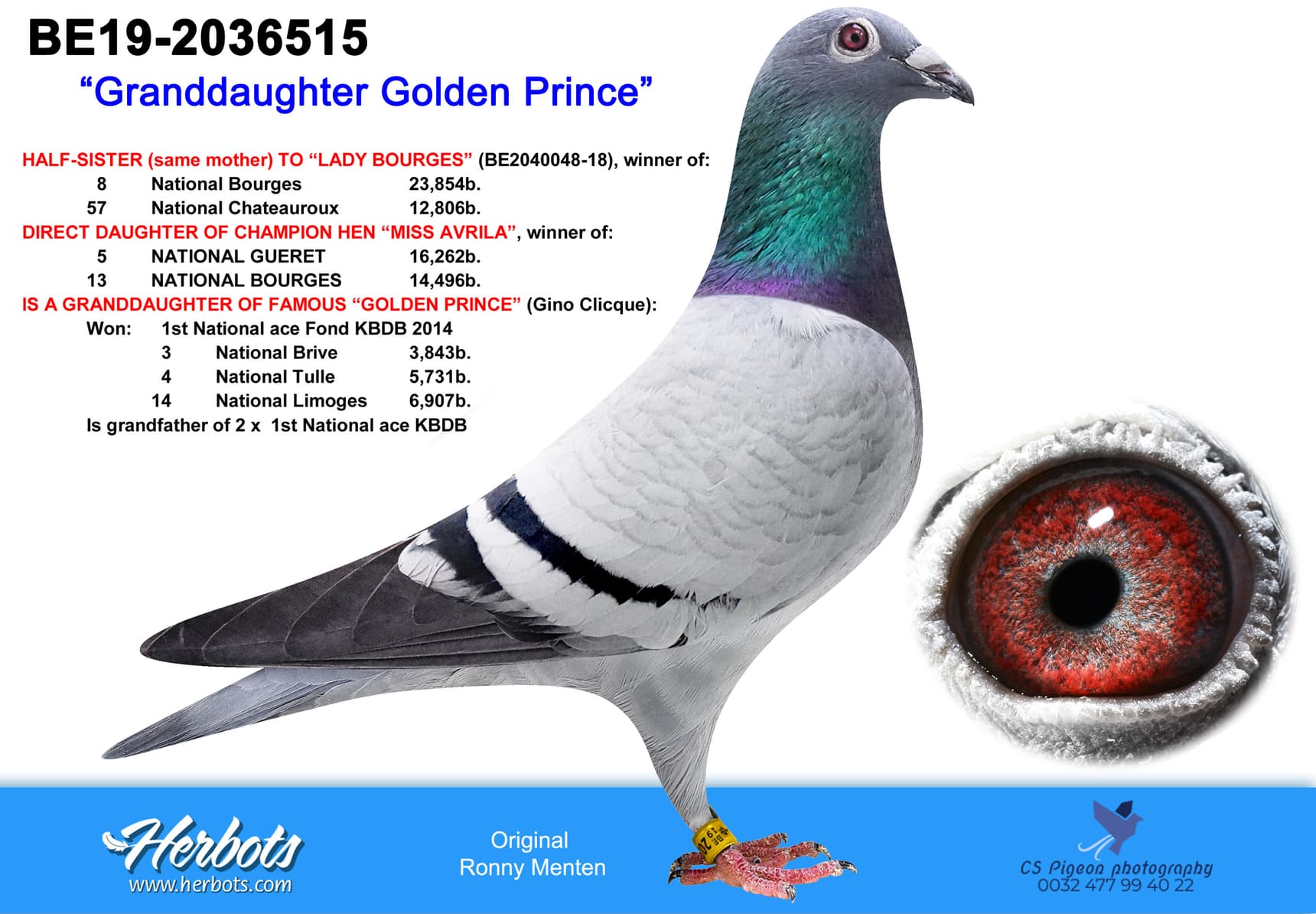 pigeon: undefined