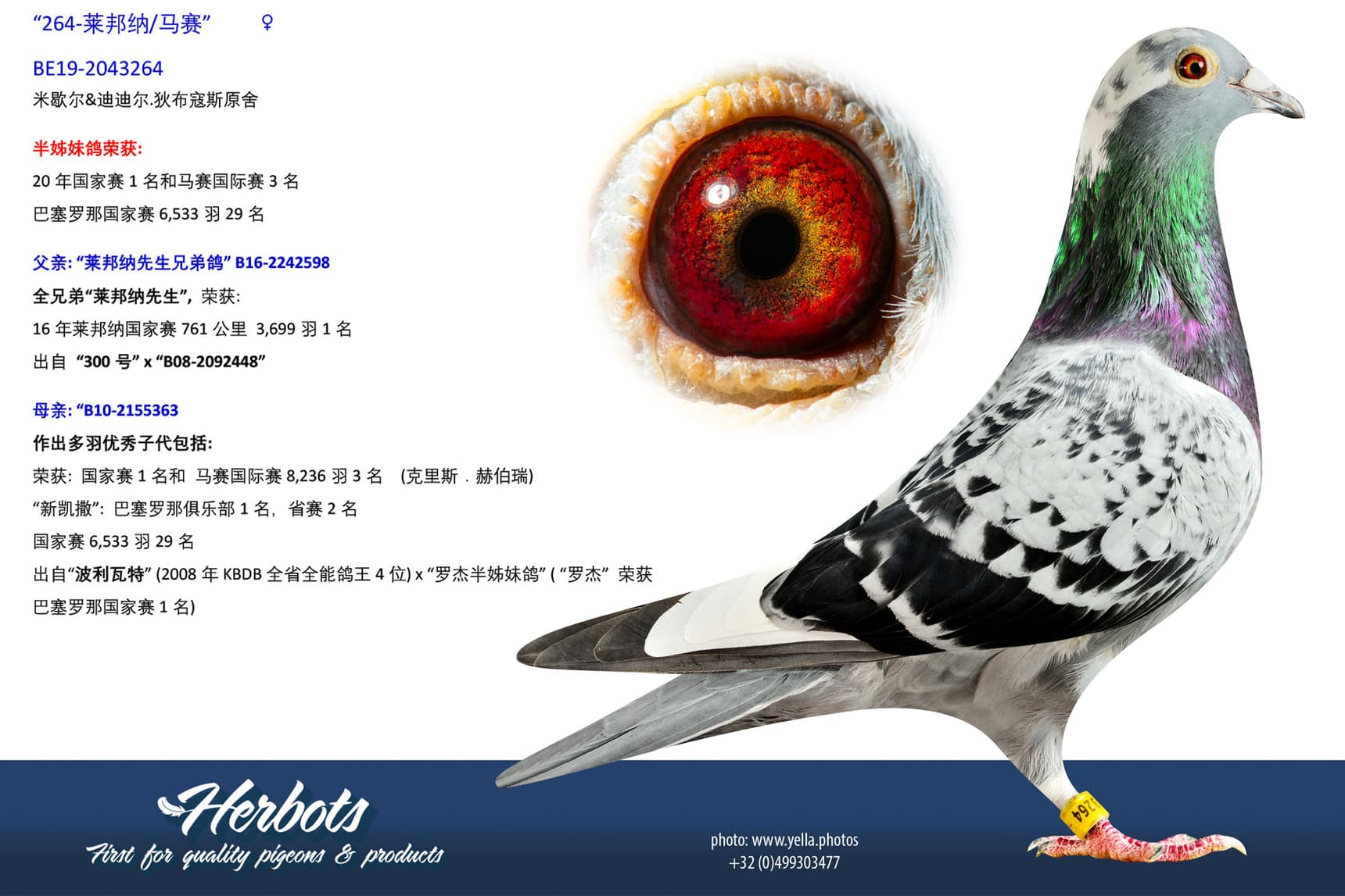 pigeon: undefined