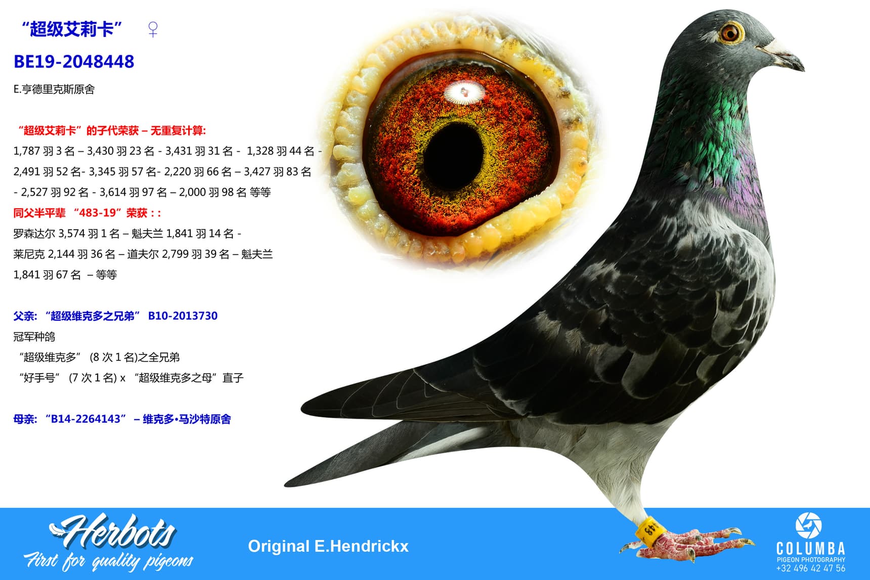 pigeon: undefined