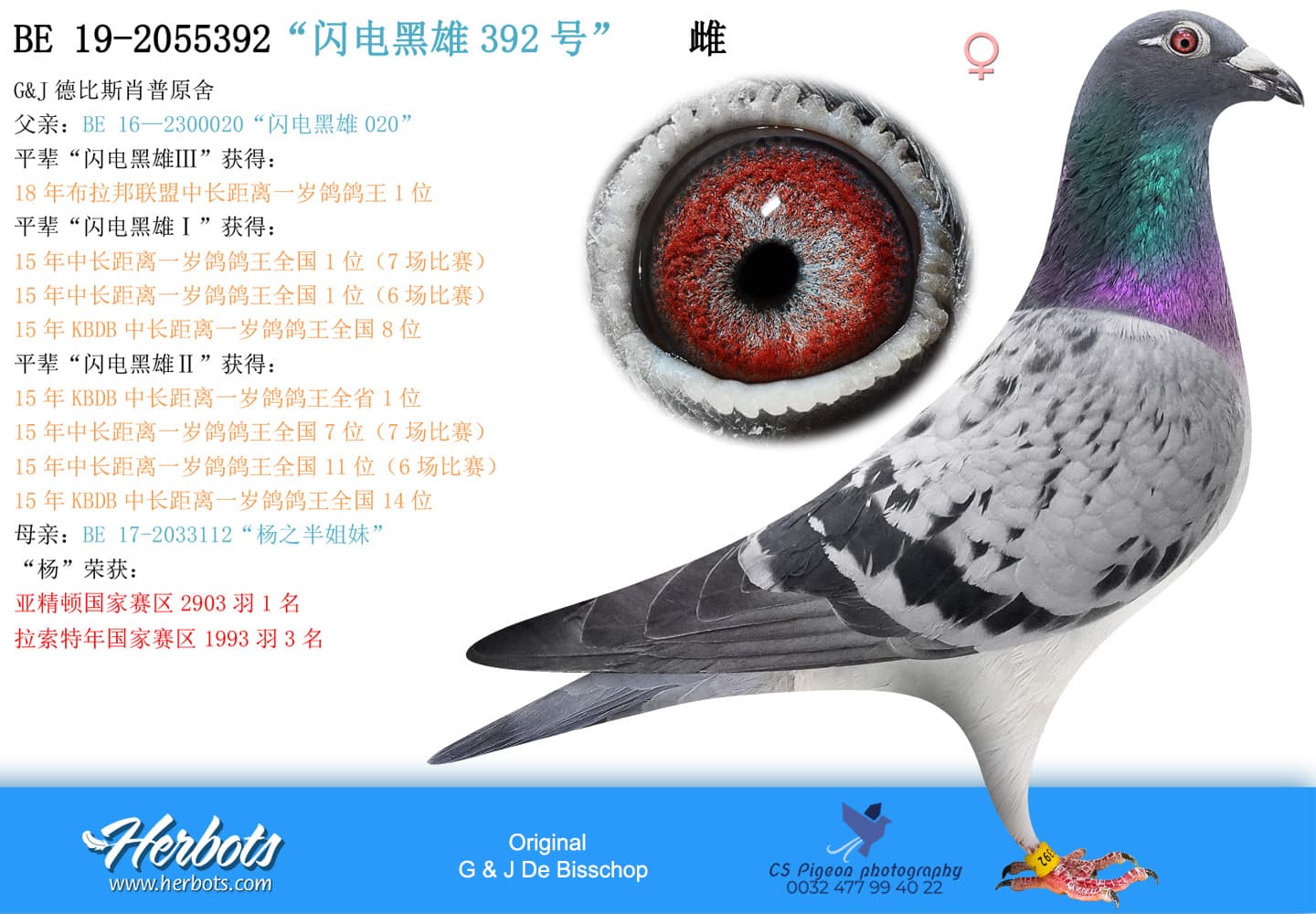 pigeon: “闪电黑雄392号”