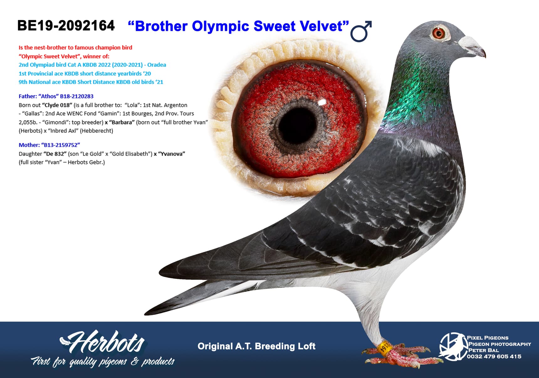 pigeon: undefined