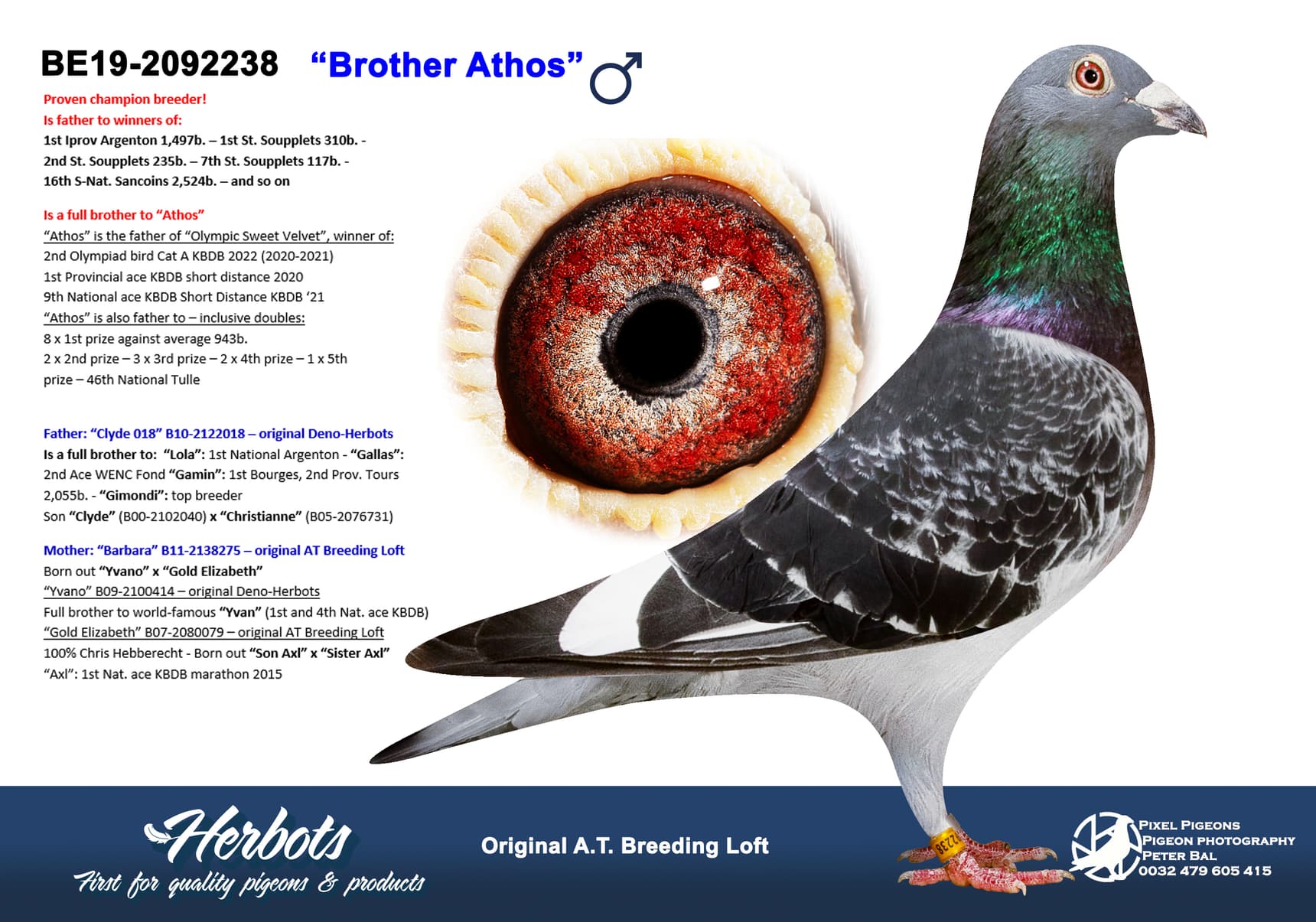 pigeon: undefined