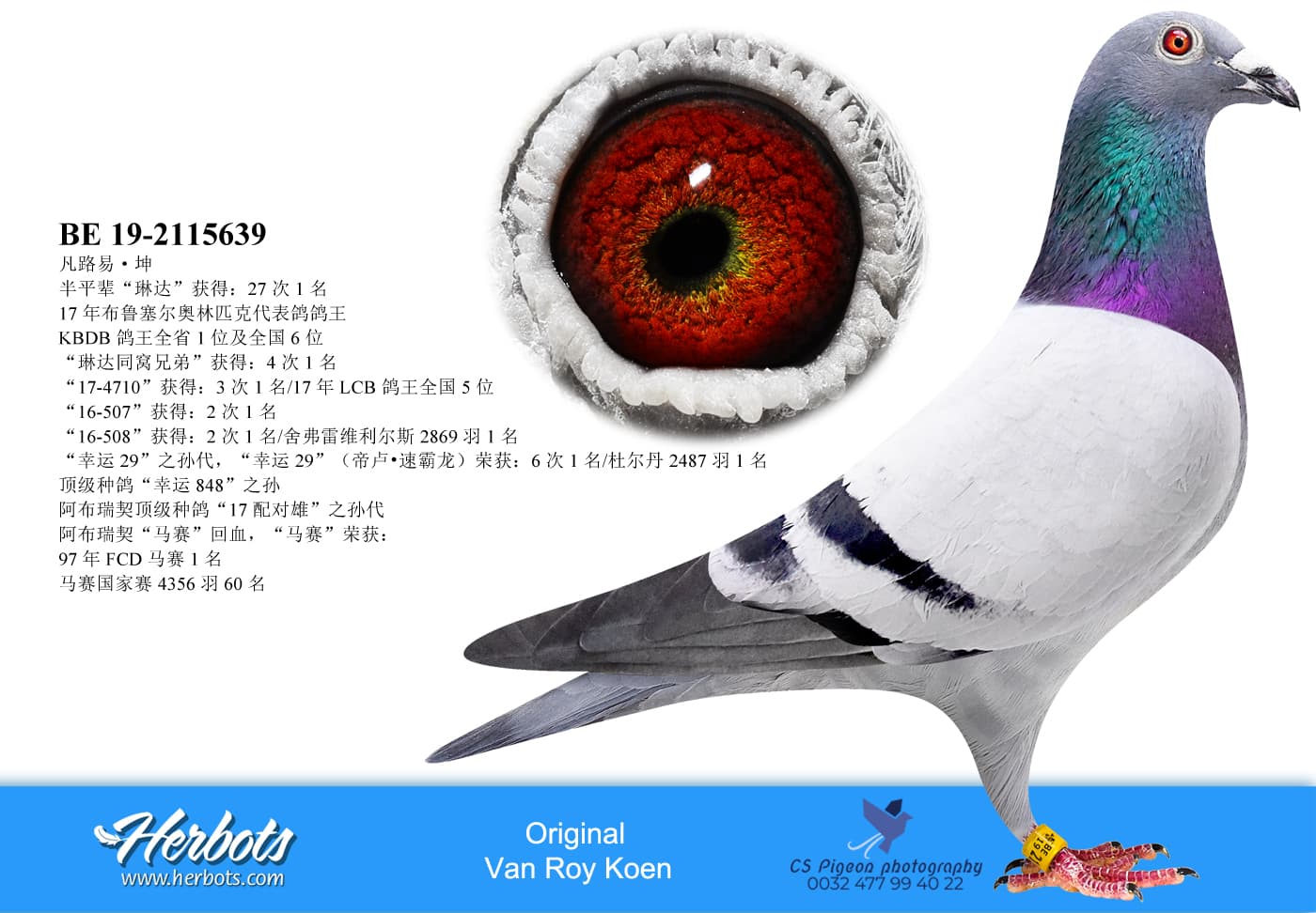 pigeon: undefined