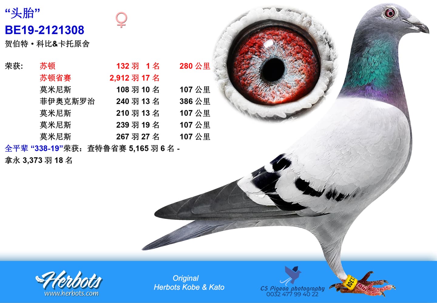 pigeon: “头胎”