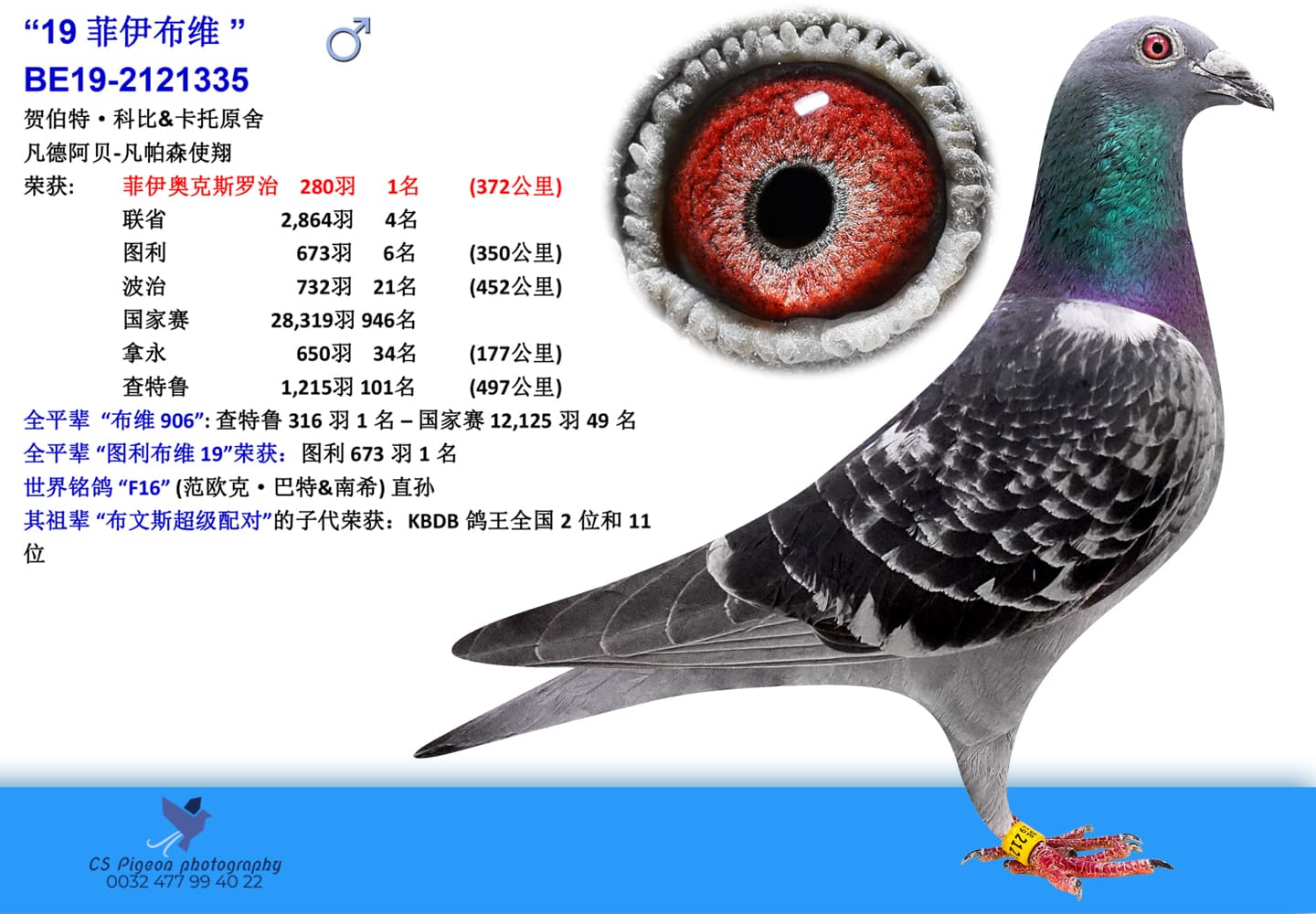 pigeon: “19菲伊布维”