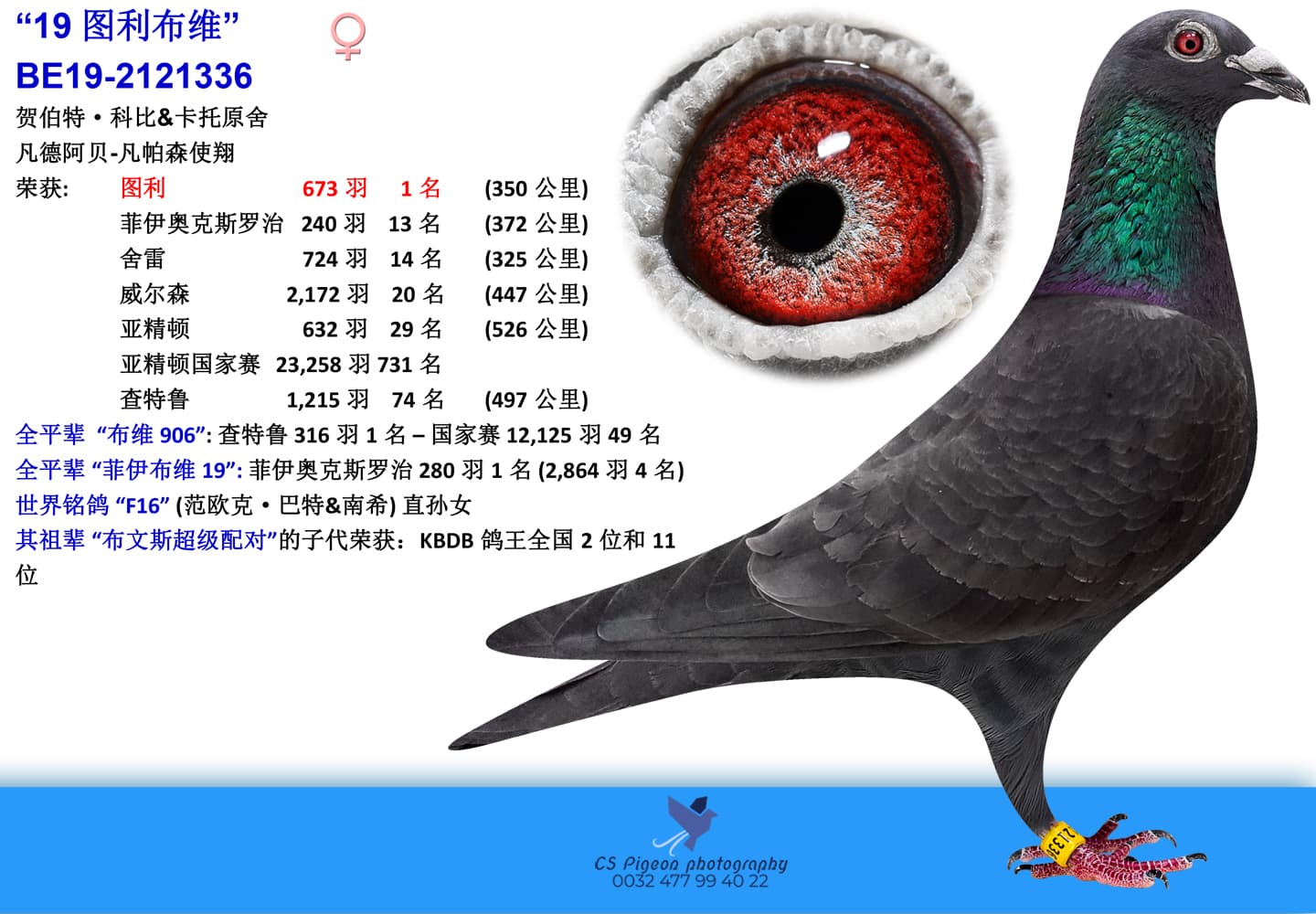 pigeon: “19图利布维”