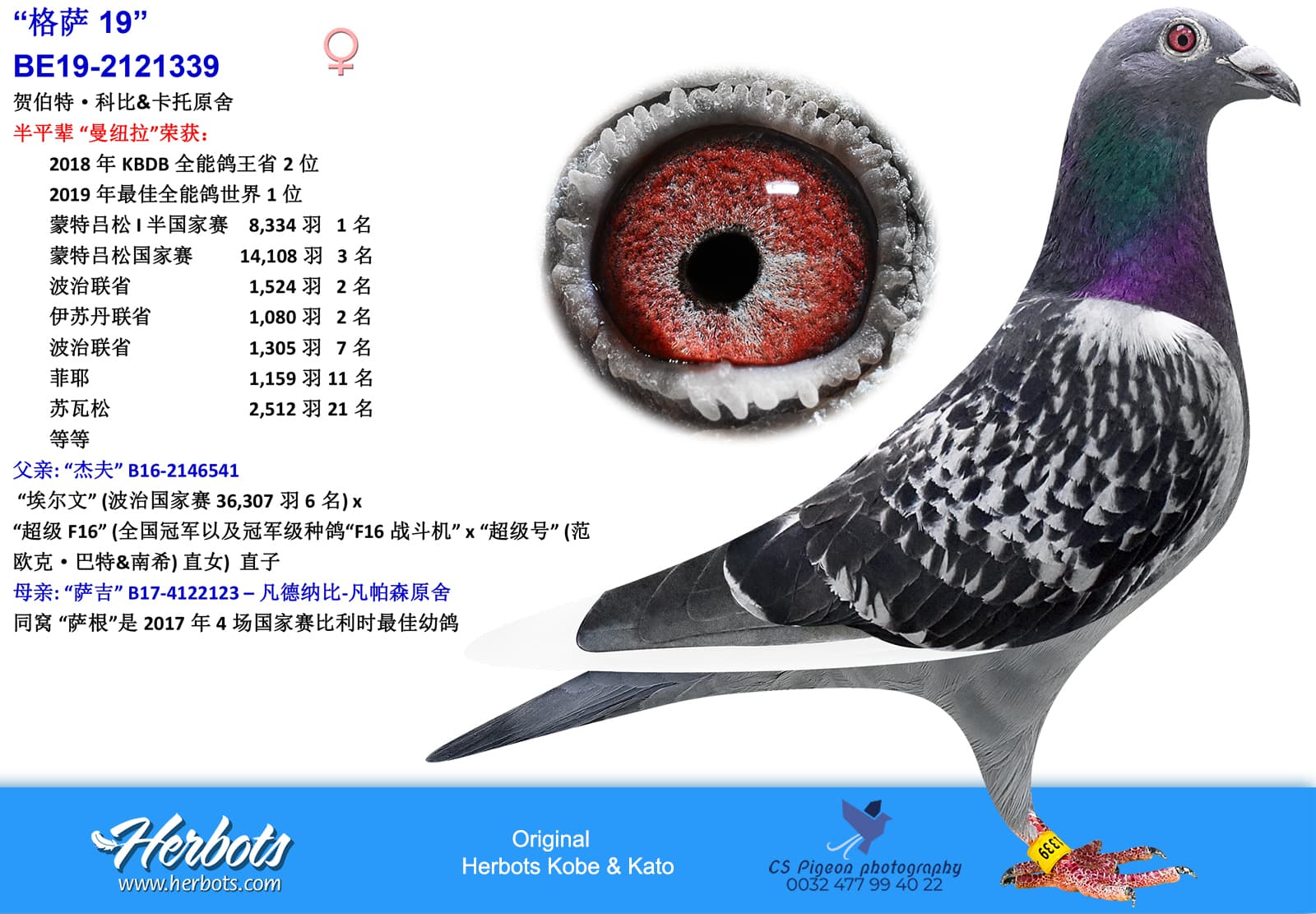 pigeon: “格萨 19”