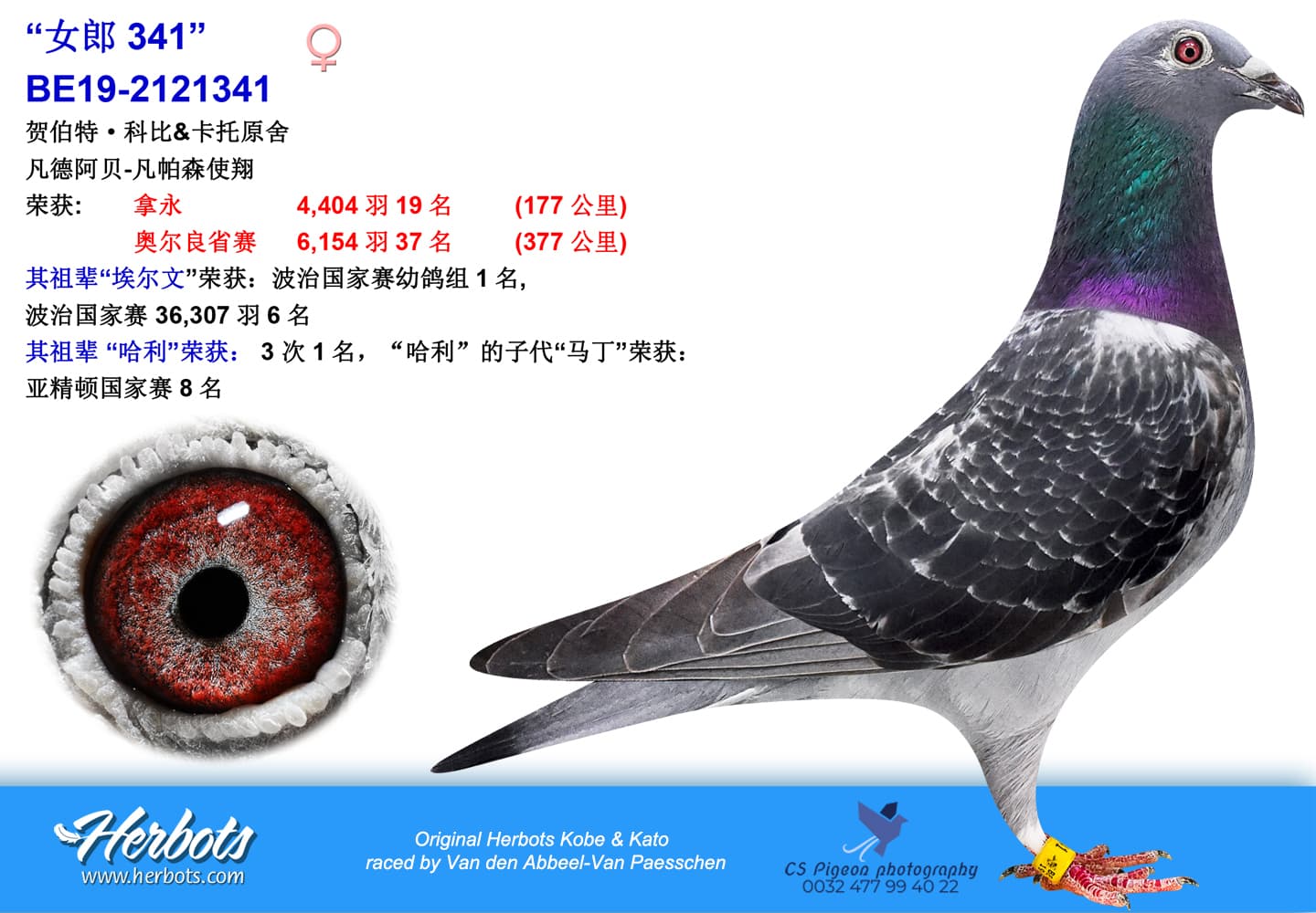 pigeon: “女郎341”