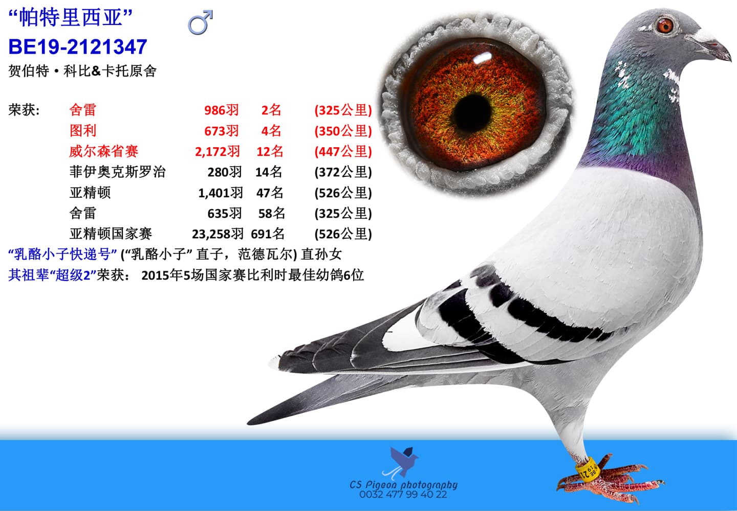 pigeon: “帕特里西亚”